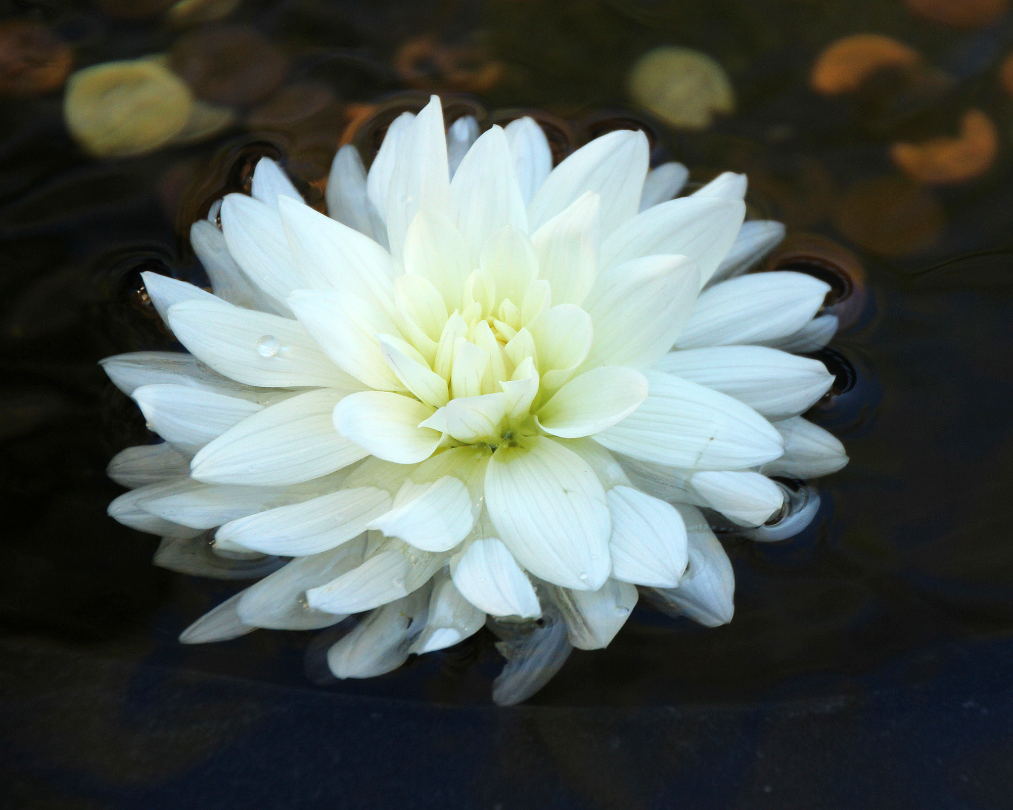 Canon EOS 600D (Rebel EOS T3i / EOS Kiss X5) sample photo. Flower in nepal & bhutan photography