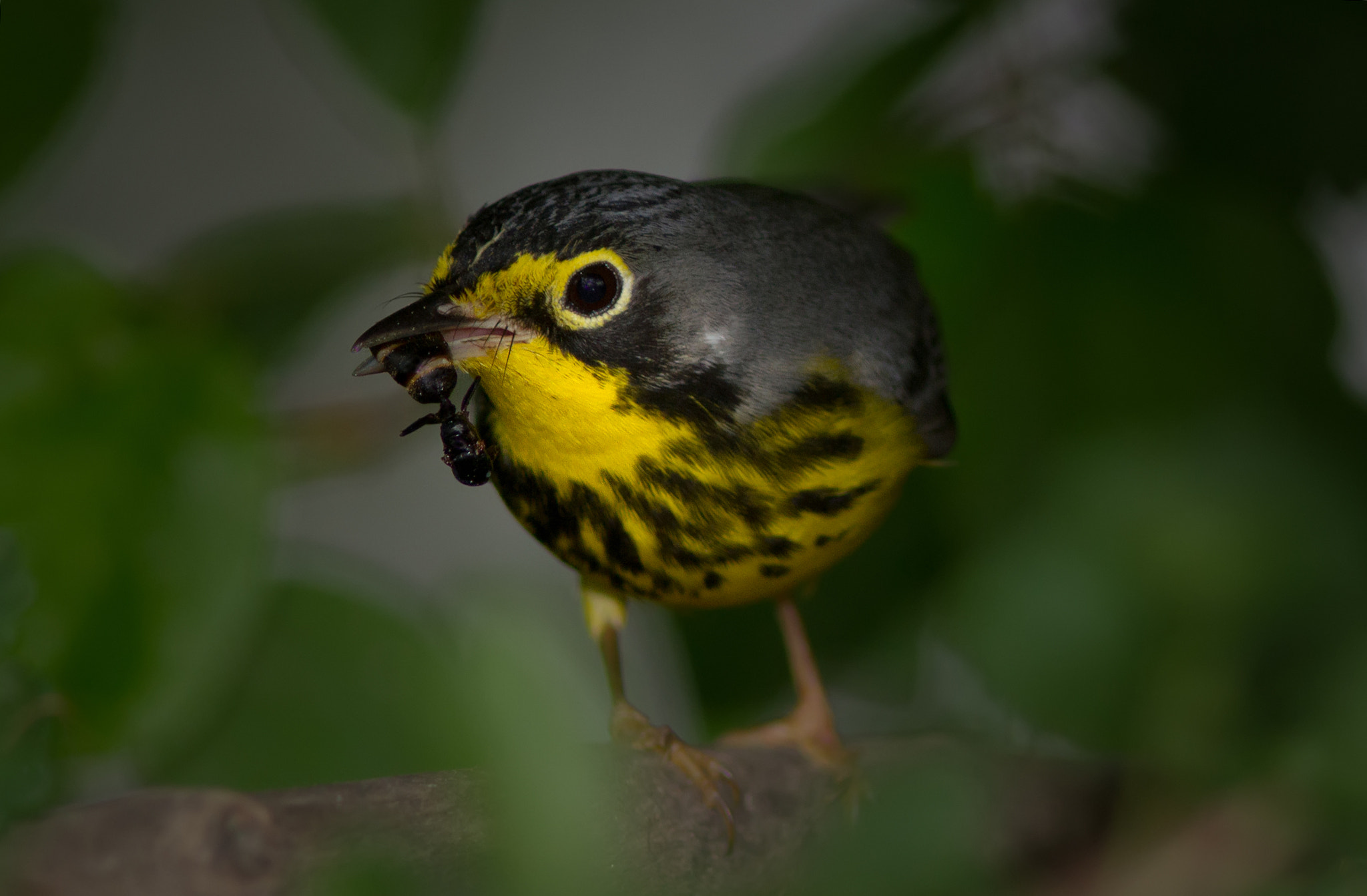 Canon EOS 7D + Canon EF 300mm F4L IS USM sample photo. Canada warbler 3050 photography