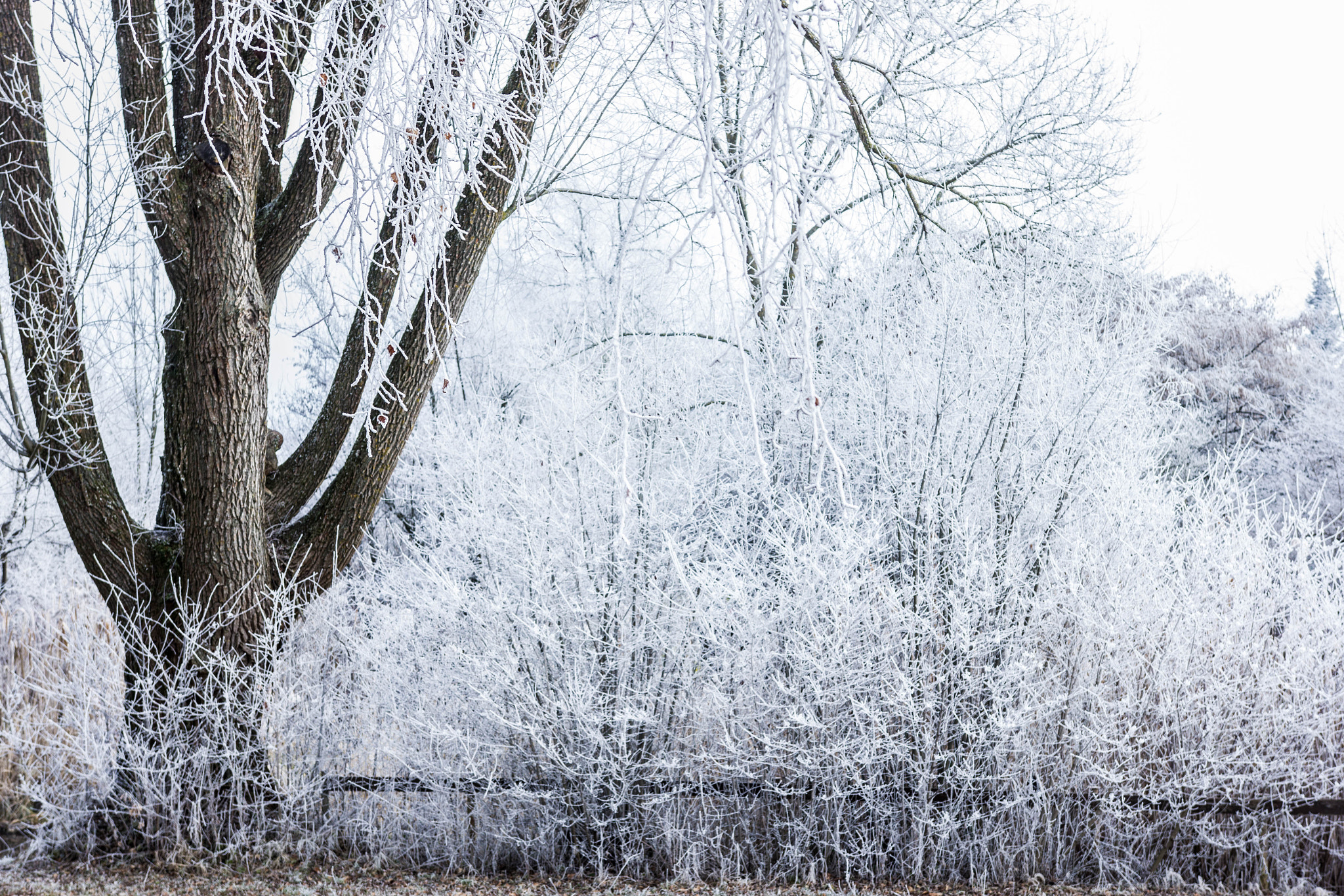 Sigma 18-35mm f/1.8 DC HSM sample photo. Frozen photography