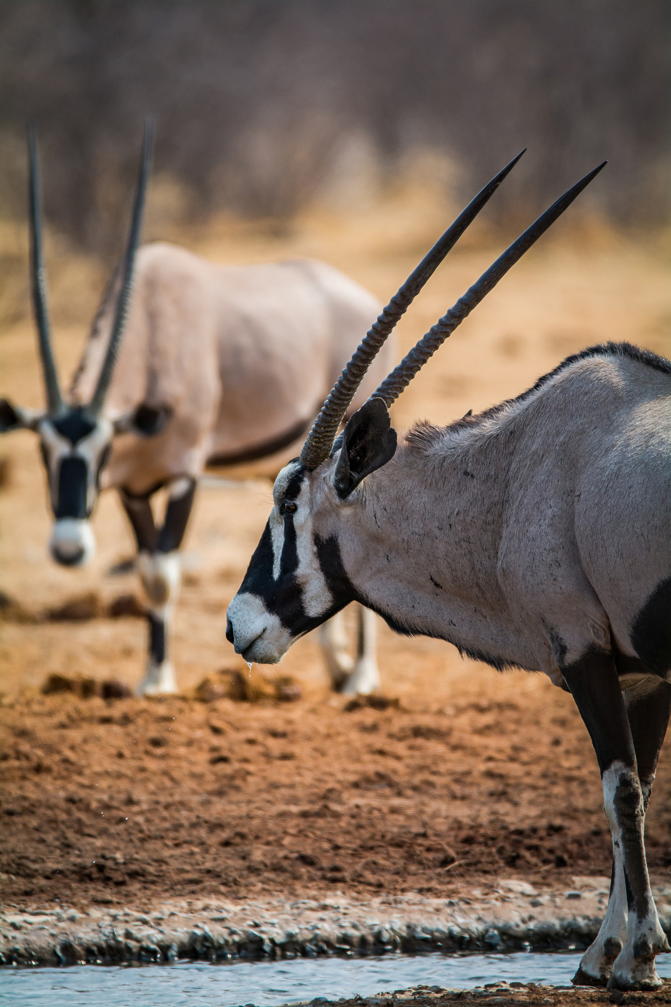 Sigma 150-600mm F5-6.3 DG OS HSM | C sample photo. Rivals photography