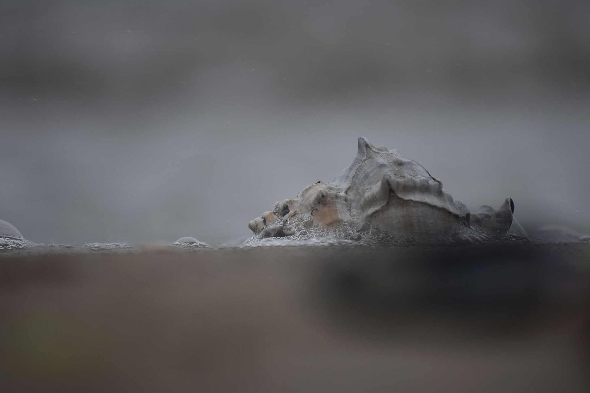 Nikon D5500 sample photo. Conchiglie photography