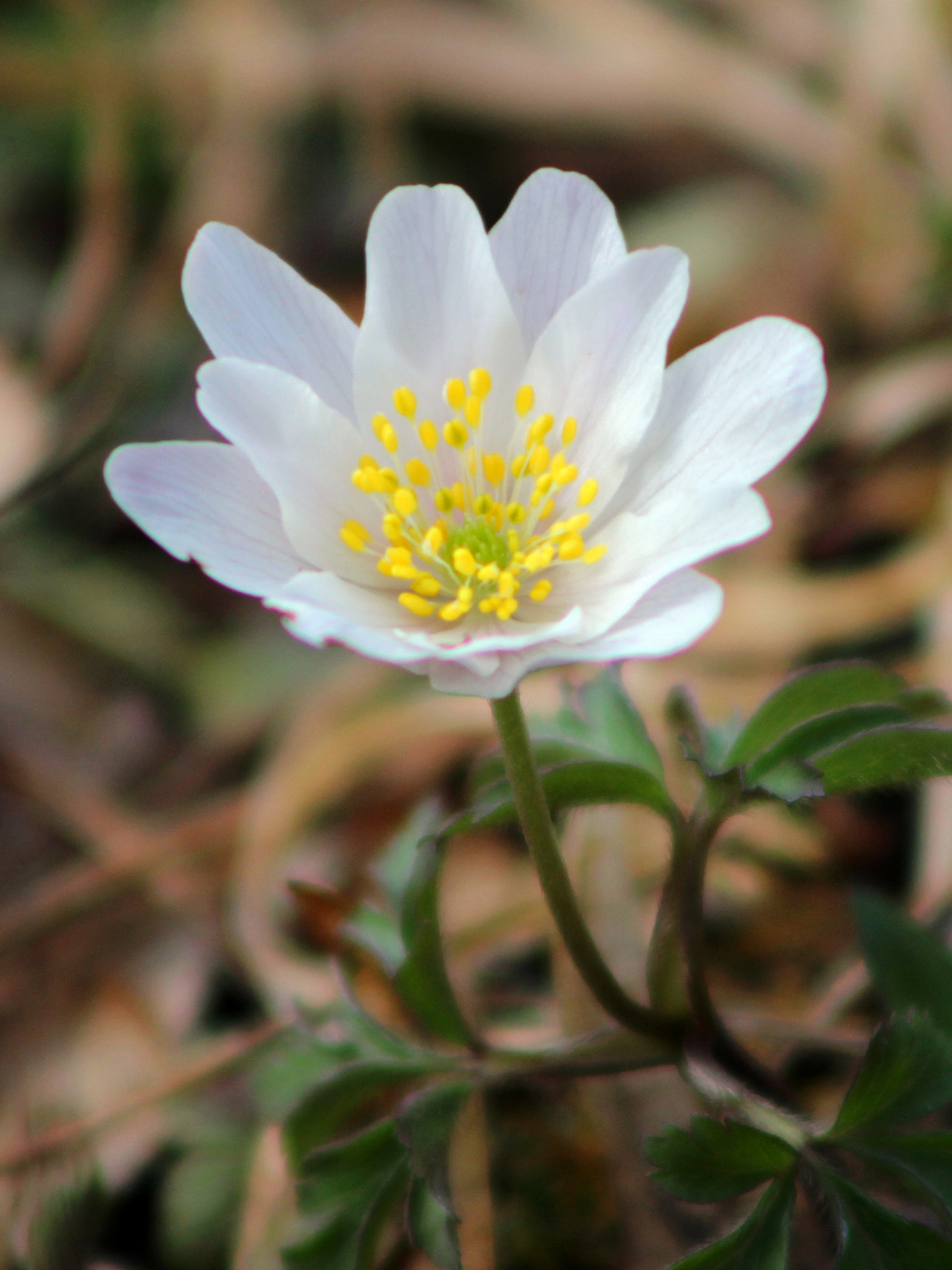 Canon EOS 600D (Rebel EOS T3i / EOS Kiss X5) + EF75-300mm f/4-5.6 sample photo. Flower photography