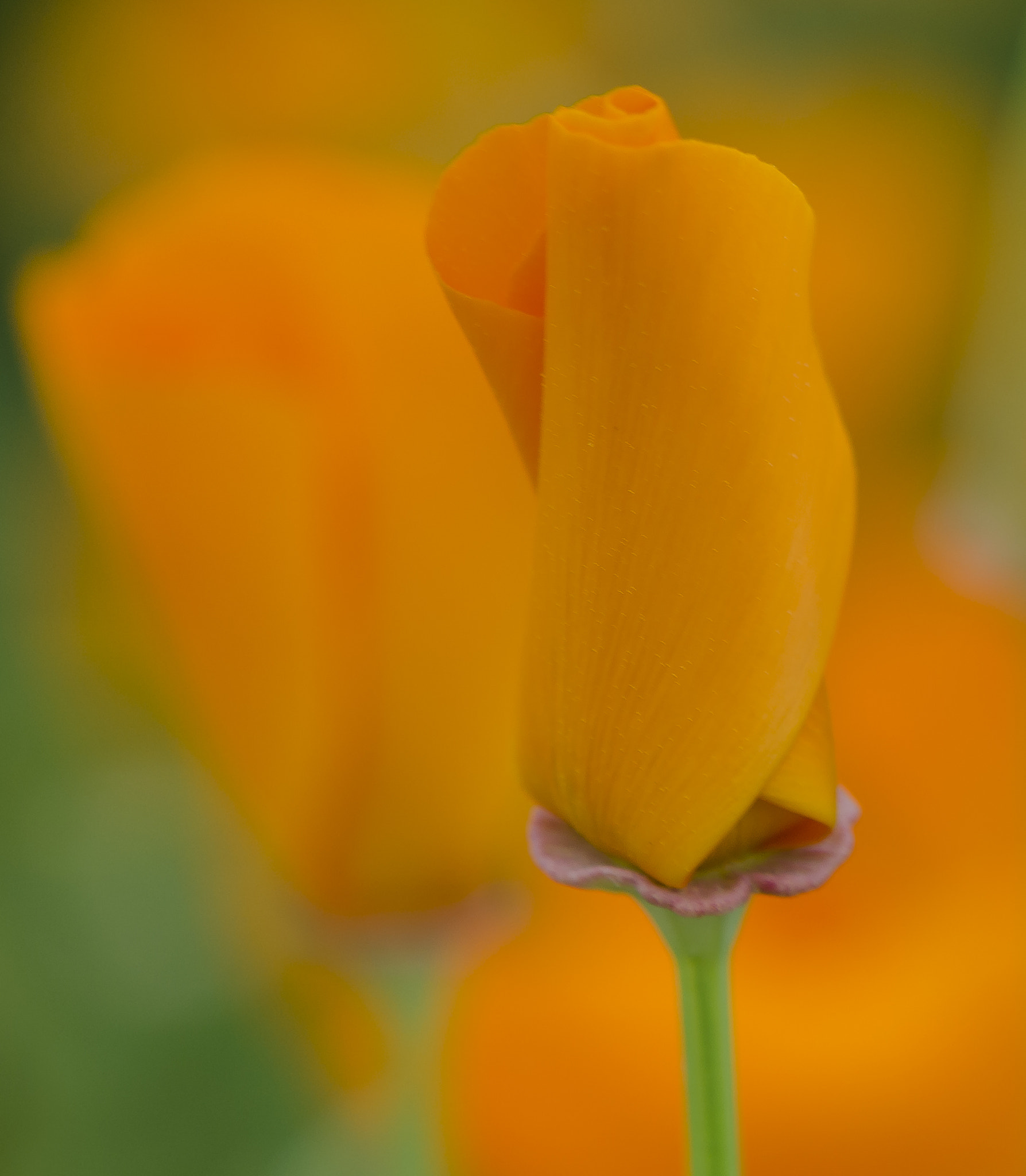 Nikon AF-S DX Micro-Nikkor 85mm F3.5G ED VR sample photo. Dsc photography