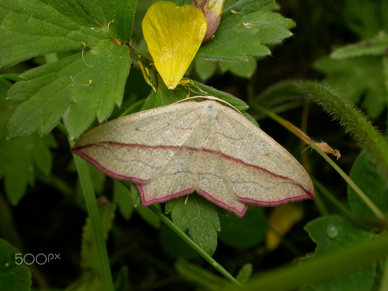 Nikon E4500 sample photo. Blood-vein photography