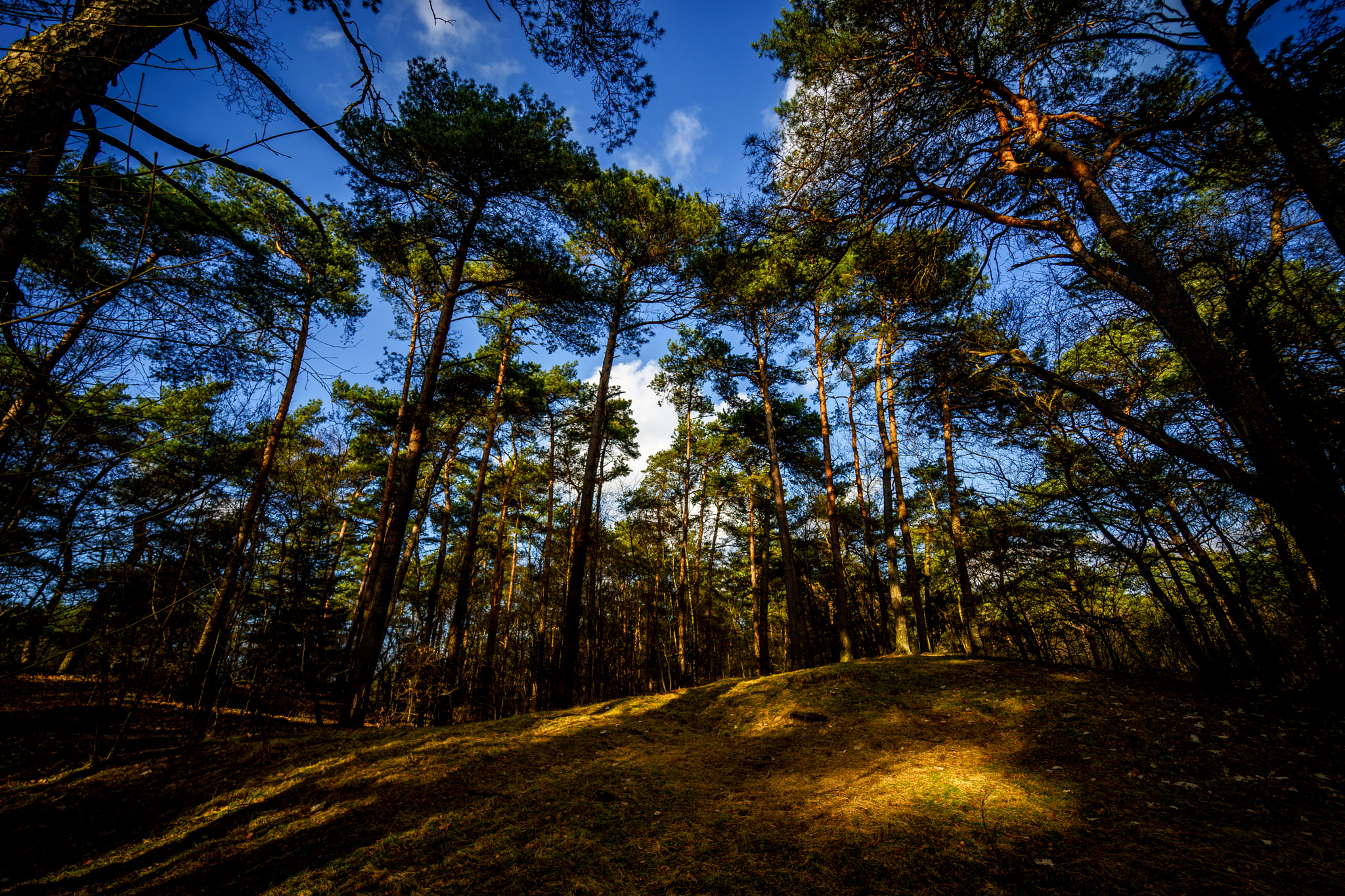 Sony a7 II + Samyang AF 14mm F2.8 FE sample photo. Sunny day between the trees photography