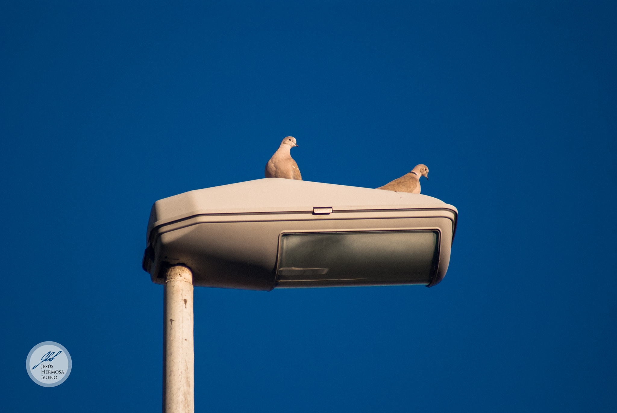 Sony 75-300mm F4.5-5.6 sample photo