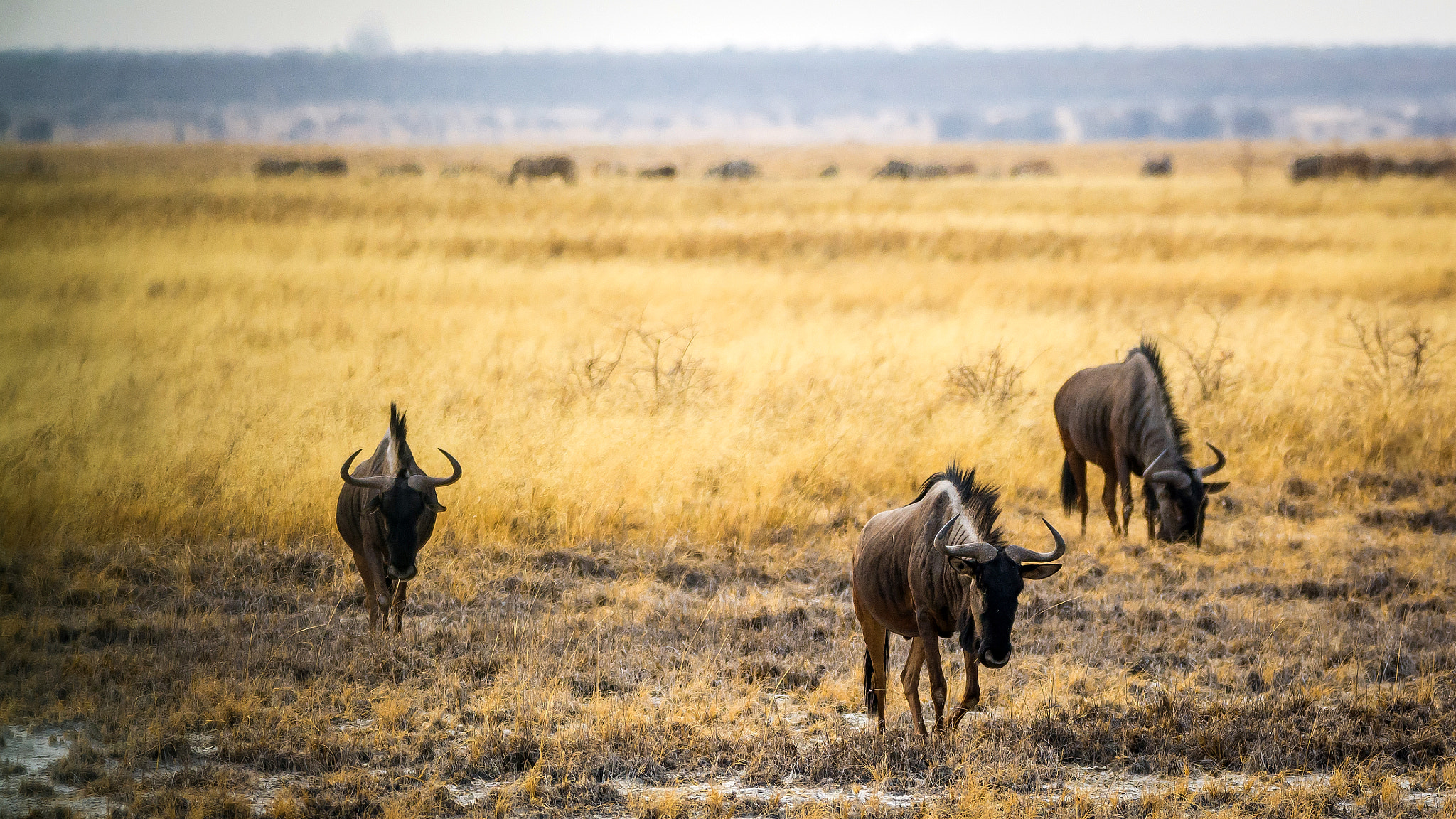 Nikon D7100 + Sigma 150-600mm F5-6.3 DG OS HSM | C sample photo. Wildebeest gang photography