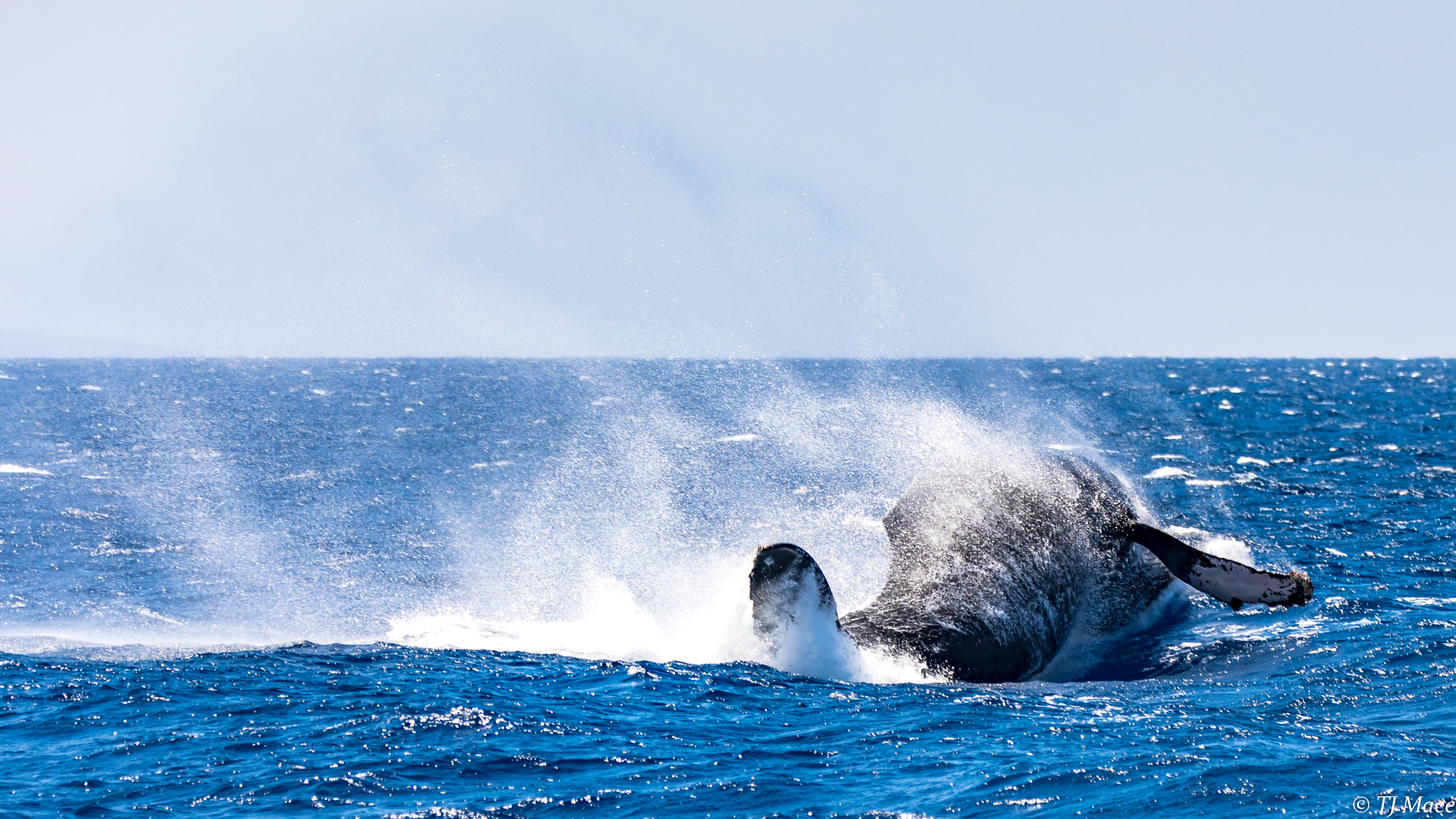 150-600mm F5-6.3 DG OS HSM | Contemporary 015 sample photo. Humpback whale breech in maui photography