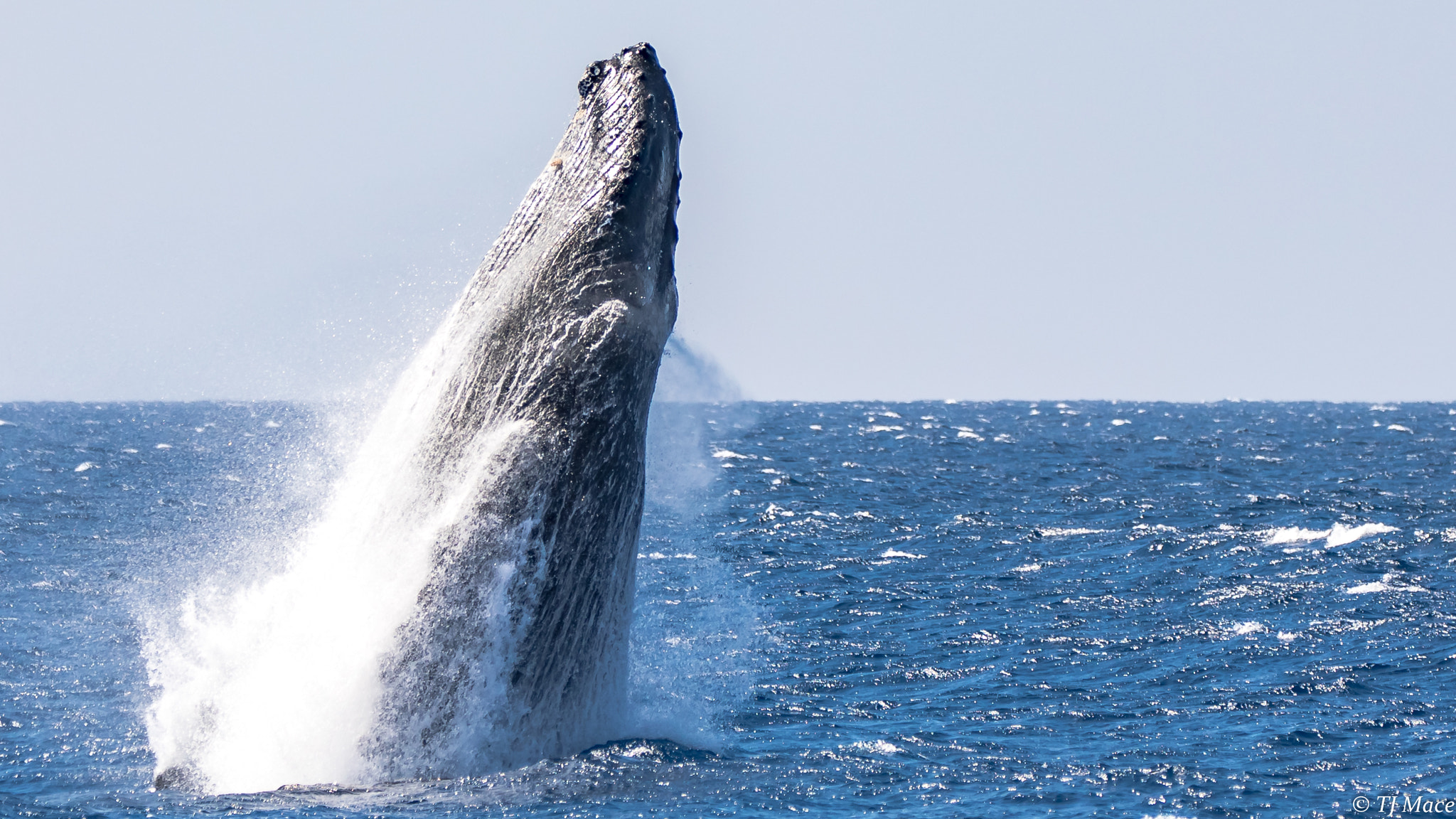 150-600mm F5-6.3 DG OS HSM | Contemporary 015 sample photo. Humpback whale breech in maui photography