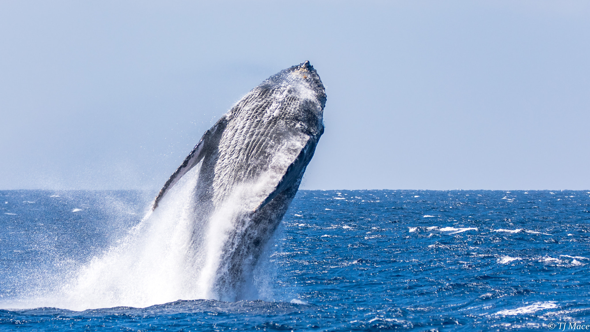150-600mm F5-6.3 DG OS HSM | Contemporary 015 sample photo. Humpback whale breech in maui photography