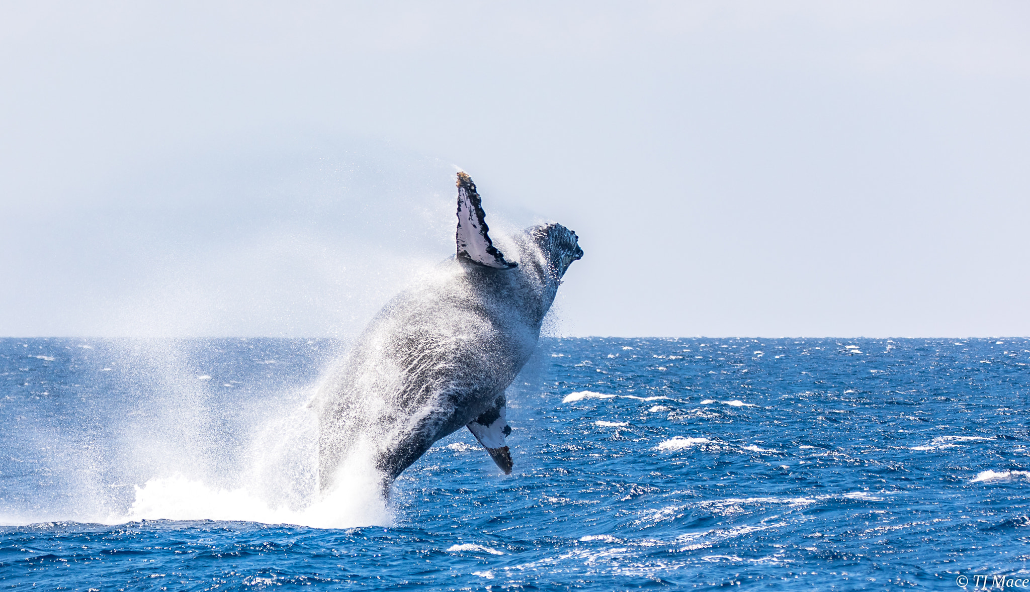Canon EOS 5D Mark IV + 150-600mm F5-6.3 DG OS HSM | Contemporary 015 sample photo. Humpback whale breech in maui photography