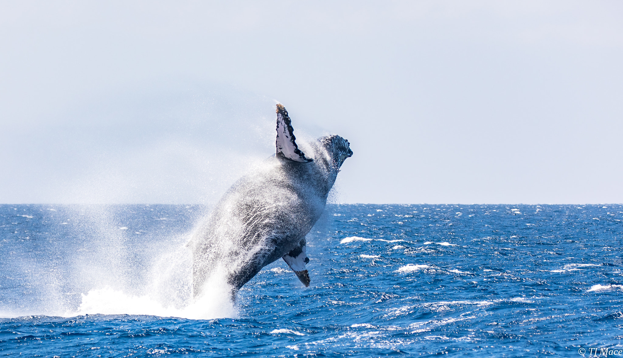 150-600mm F5-6.3 DG OS HSM | Contemporary 015 sample photo. Humpback whale breech in maui photography