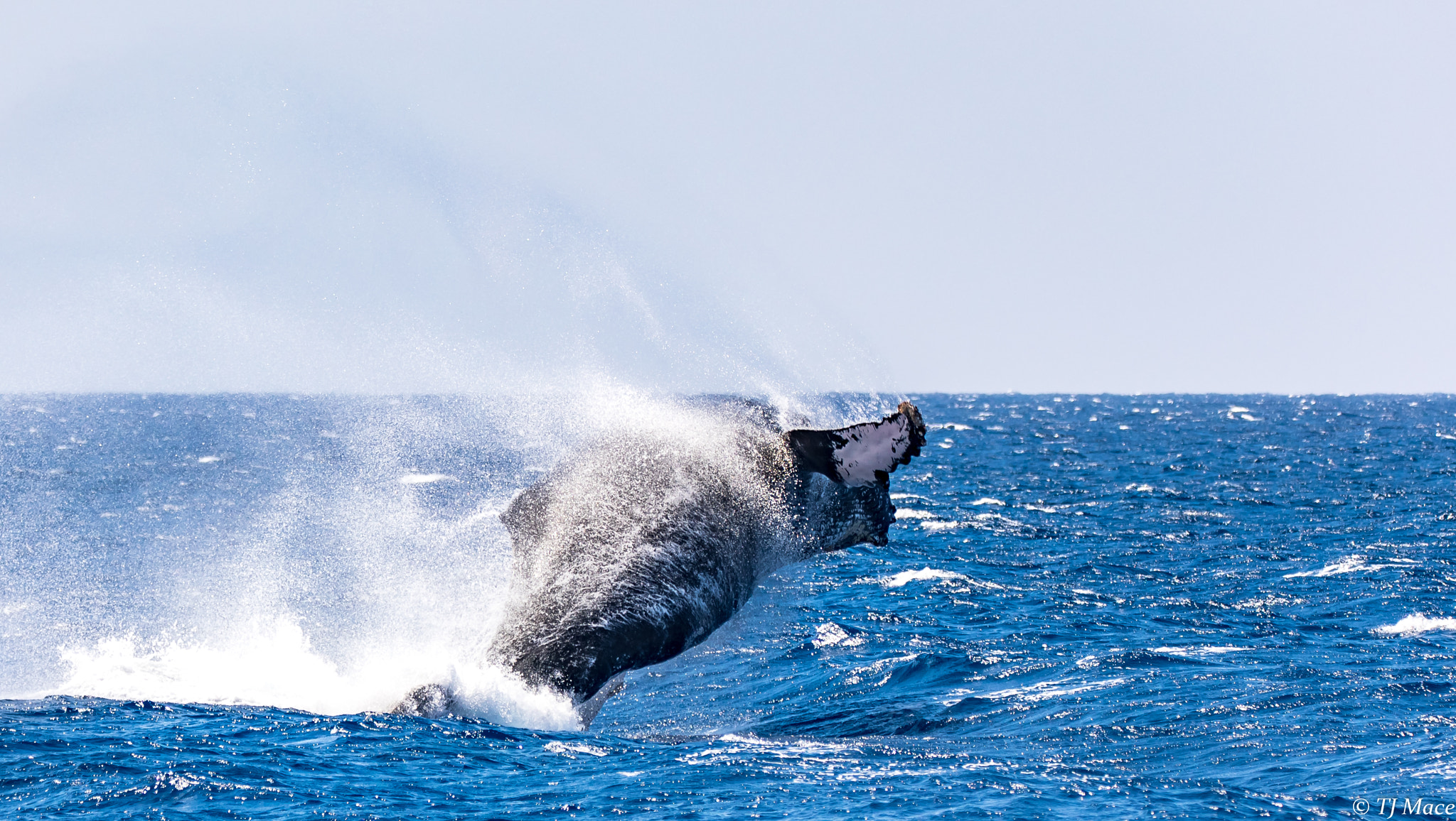 150-600mm F5-6.3 DG OS HSM | Contemporary 015 sample photo. Humpback whale breech in maui photography