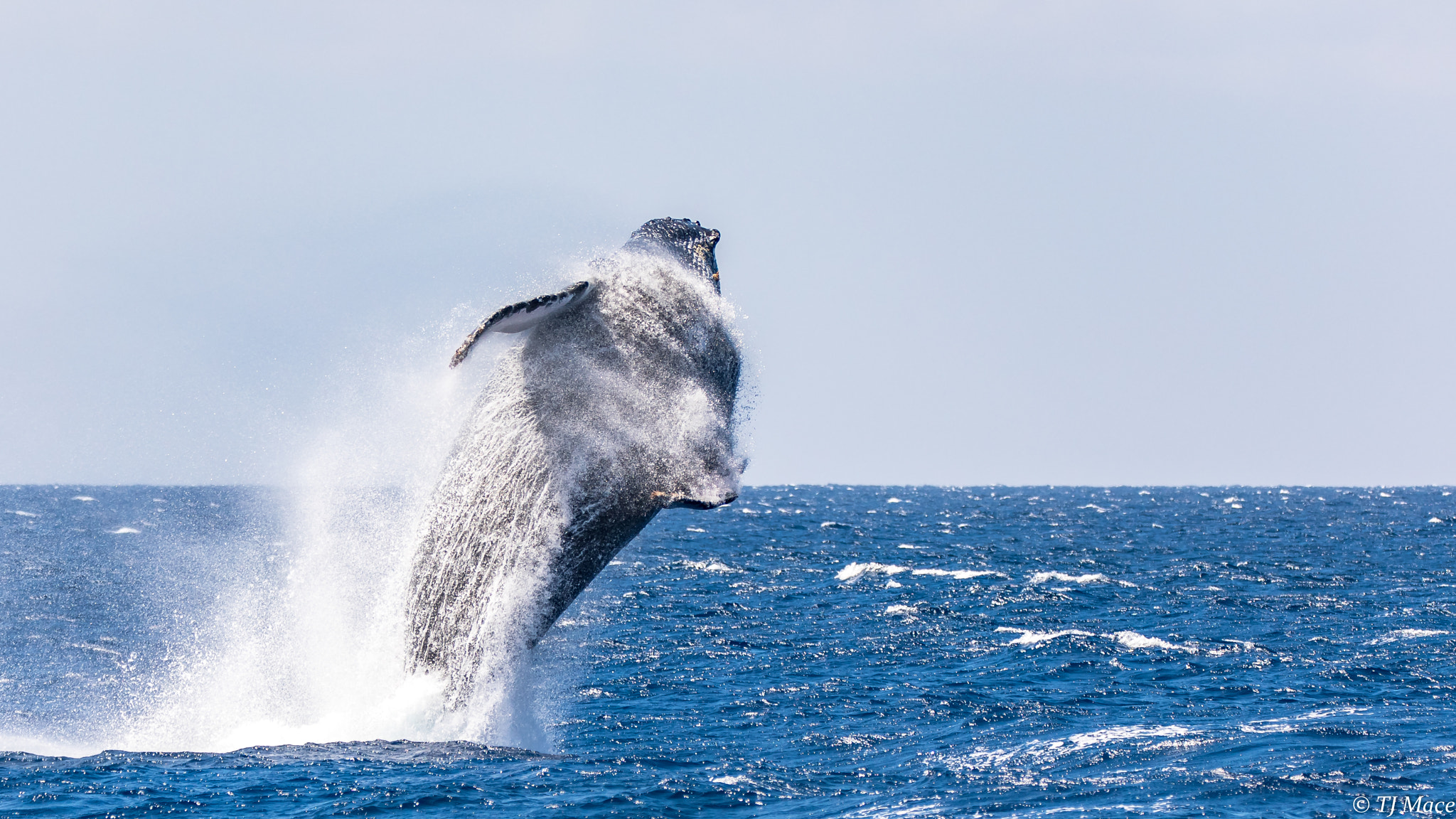 150-600mm F5-6.3 DG OS HSM | Contemporary 015 sample photo. Humpback whale breech in maui photography