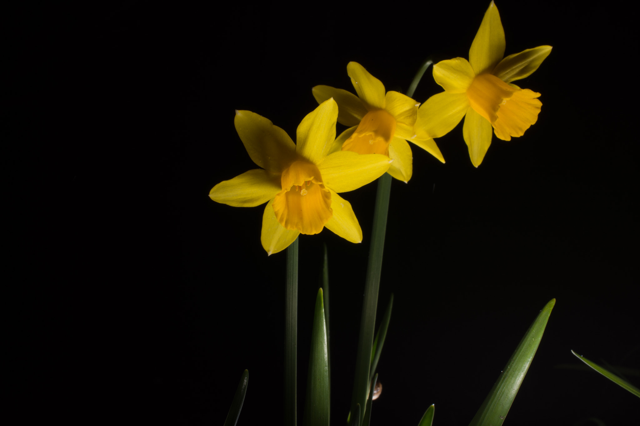 Nikon AF-S DX Micro Nikkor 40mm F2.8 sample photo. Narcis 19th of march '17 photography