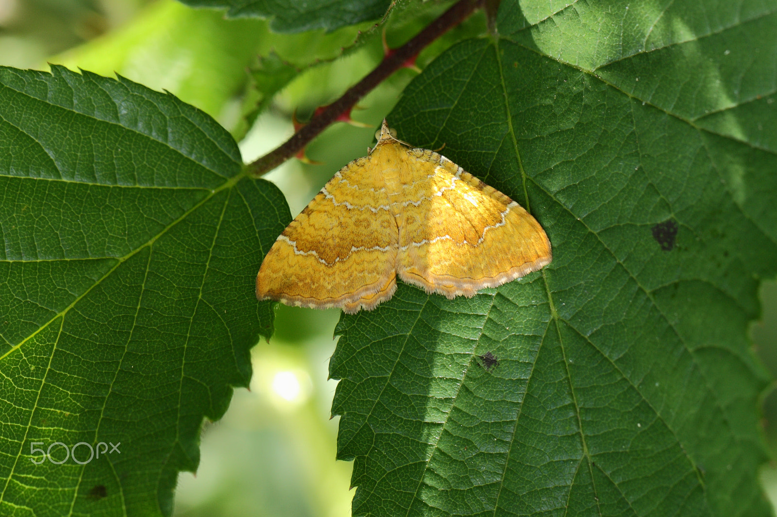 Canon EF 100mm F2.8L Macro IS USM sample photo. Yellow shell photography
