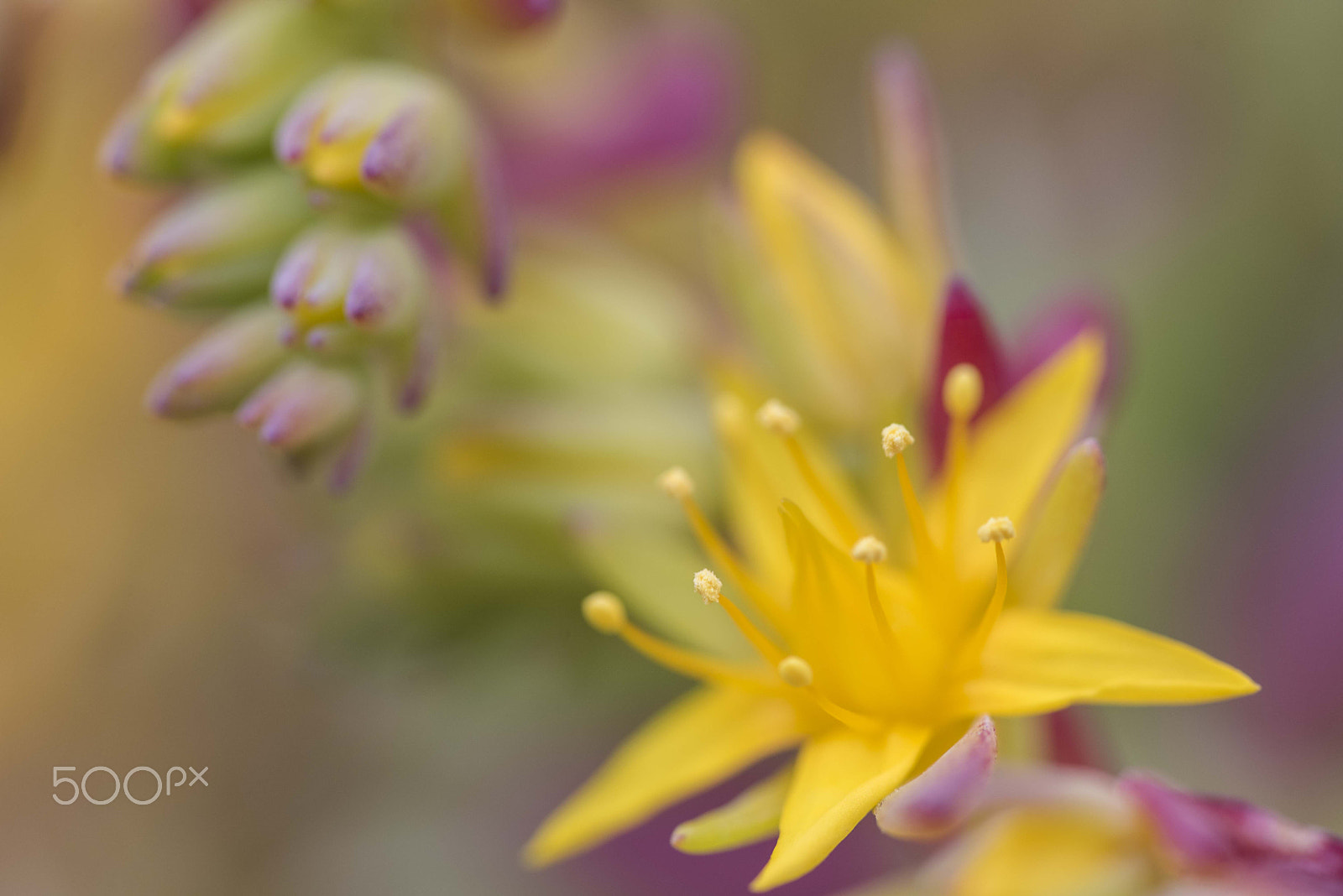Sigma 105mm F2.8 EX DG OS HSM sample photo. Yellow flower photography