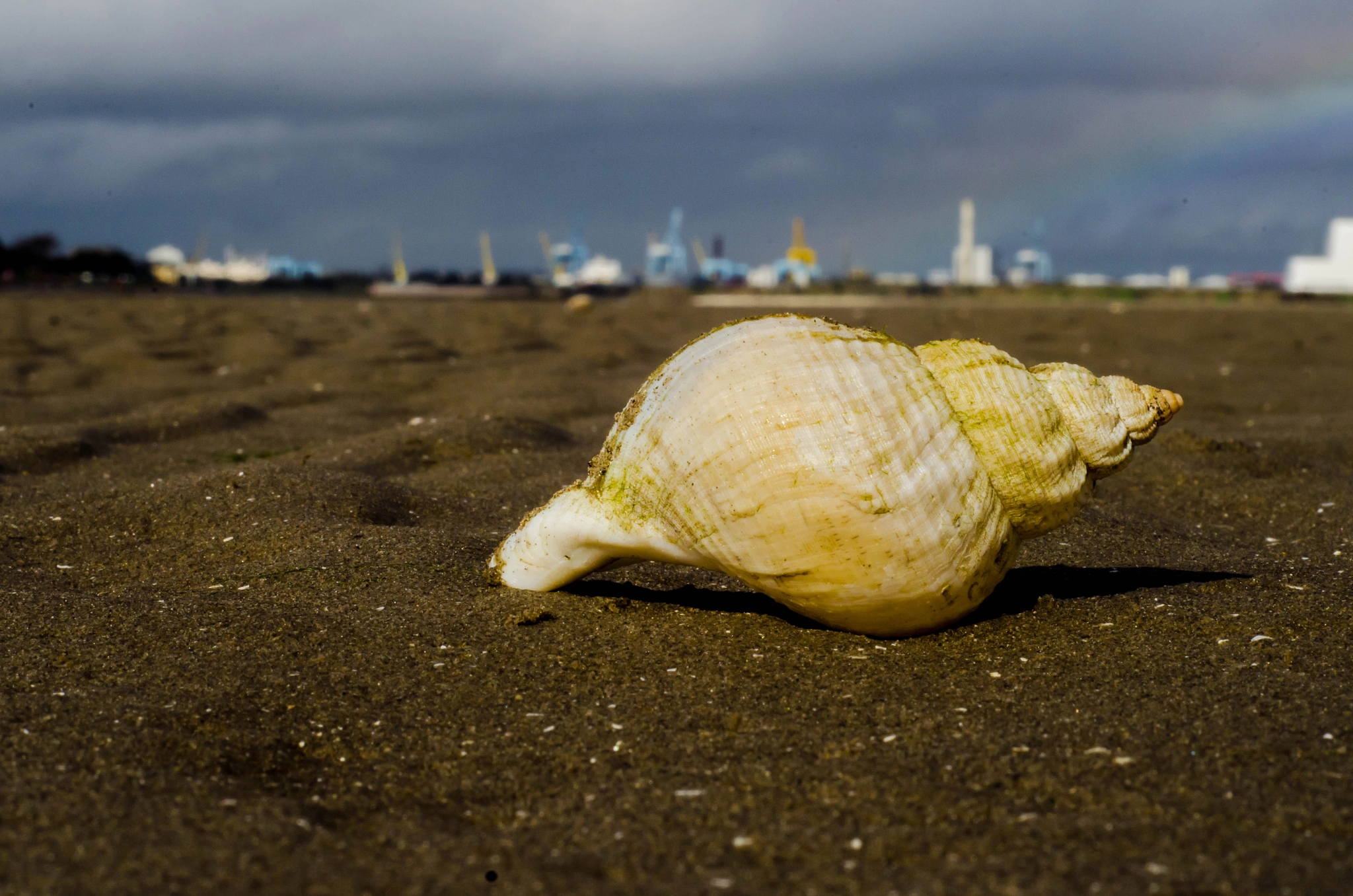 Nikon D5100 + Nikon AF Nikkor 50mm F1.8D sample photo. Seashell by the seashore photography