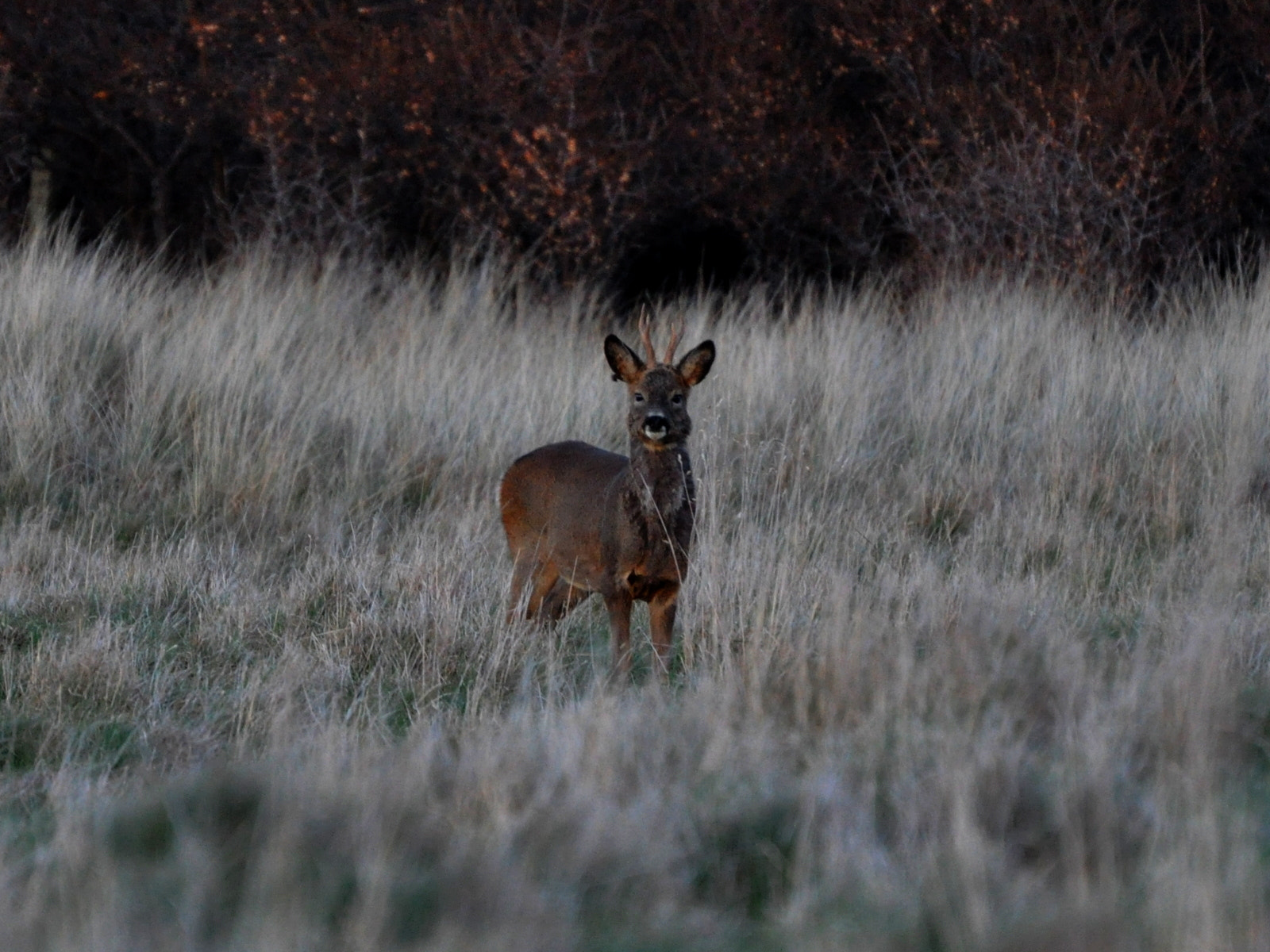 Nikon D5000 sample photo. Alert deer photography