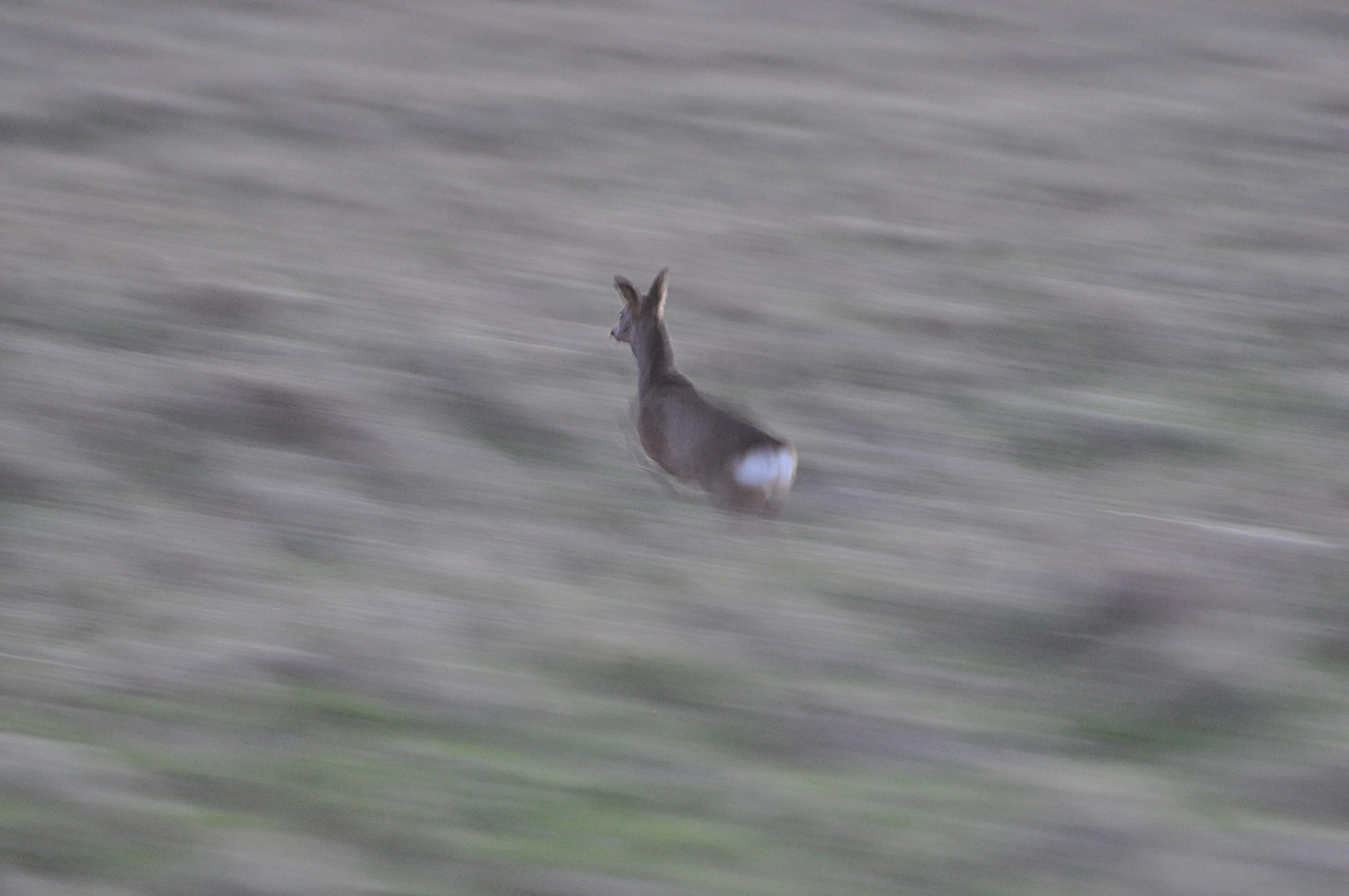 Nikon D5000 sample photo. Fast deer photography