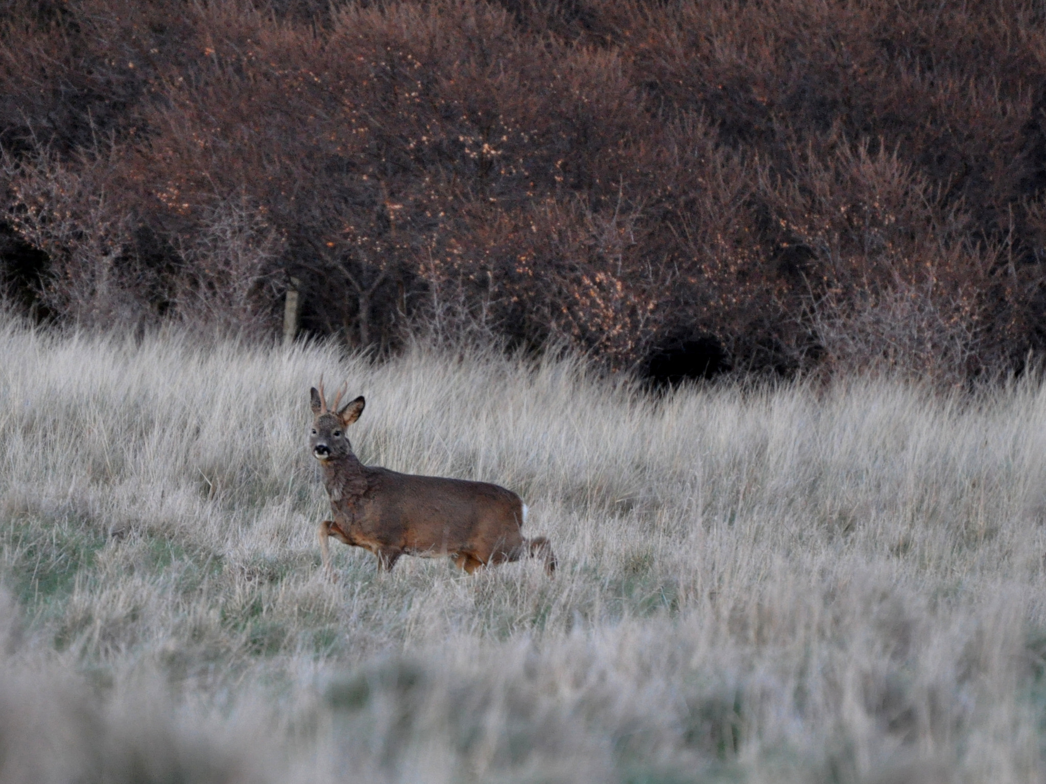 Nikon D5000 sample photo. Wary deer crop photography