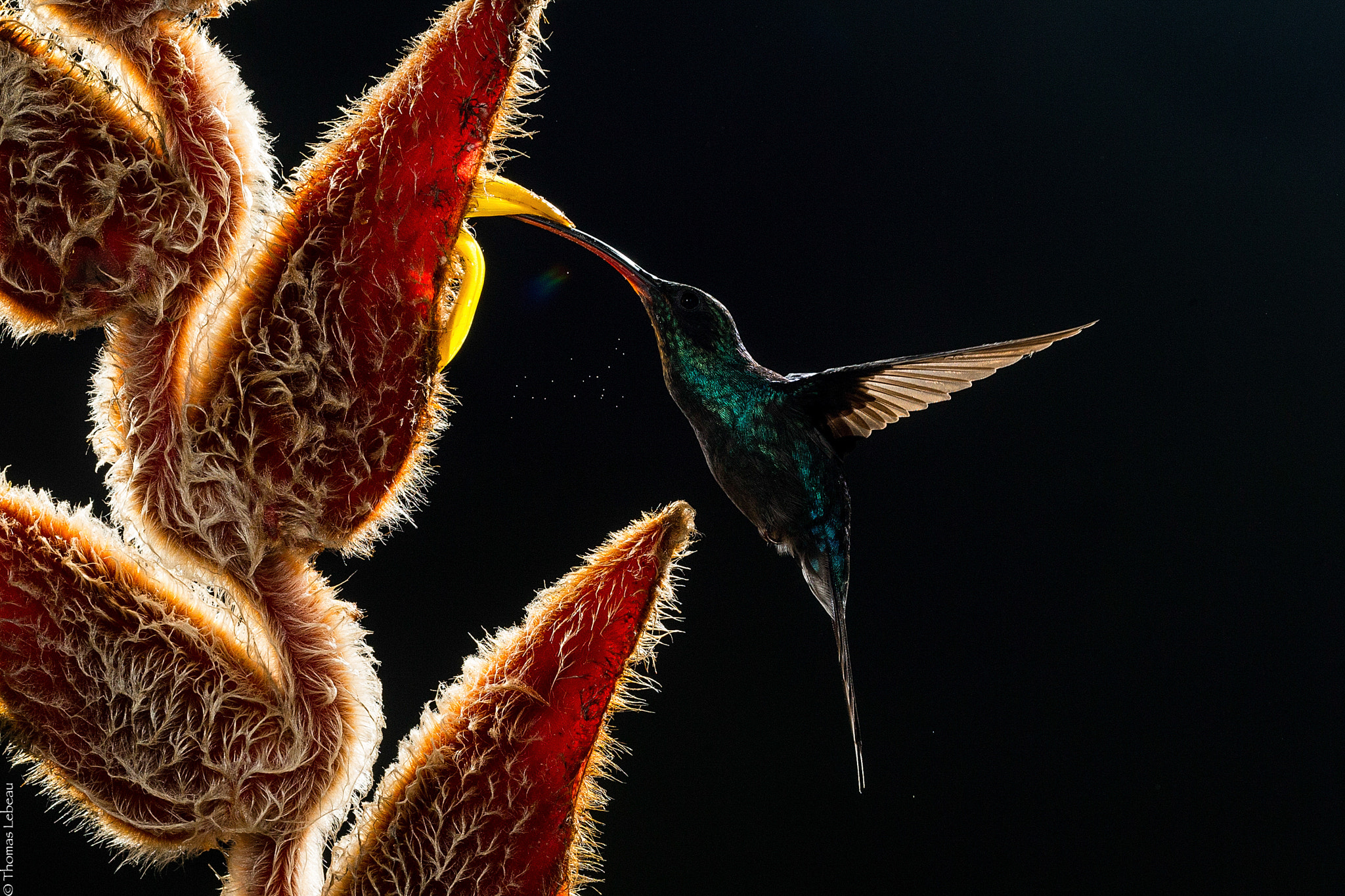 Canon EOS-1D X sample photo. Green  hermit photography