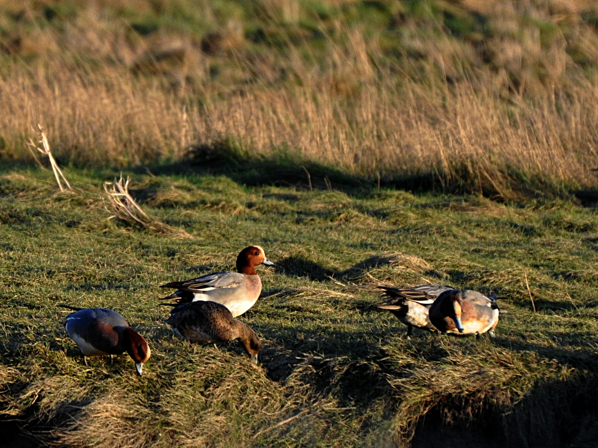 Nikon D5000 sample photo. Widgeons? photography