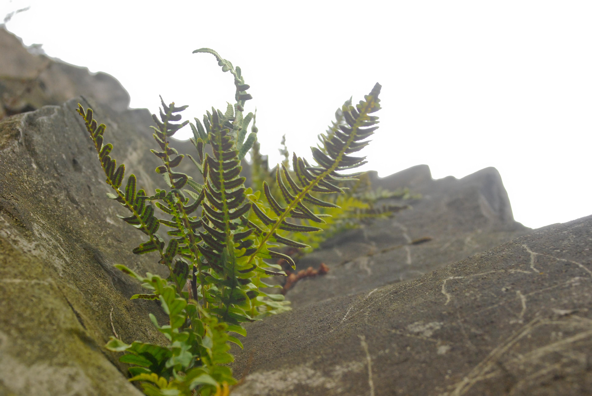 Nikon D80 sample photo. Cliffside fern photography