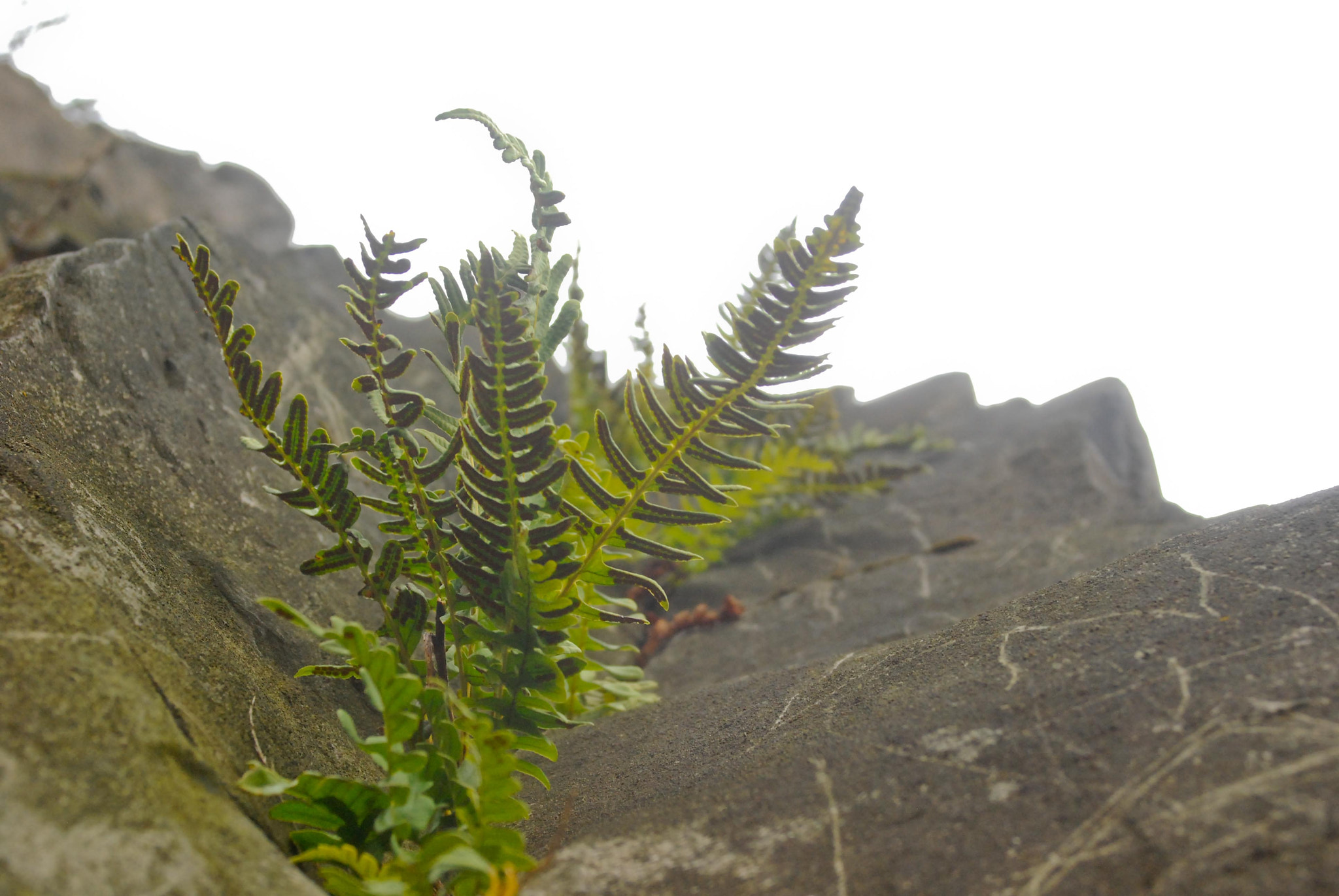 AF Zoom-Nikkor 24-50mm f/3.3-4.5 sample photo. Cliffside fern photography
