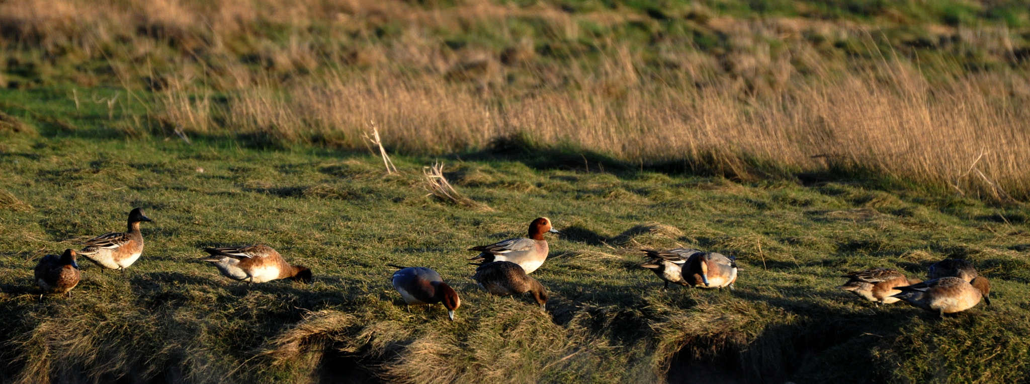 Nikon D5000 sample photo. Widgeons? photography