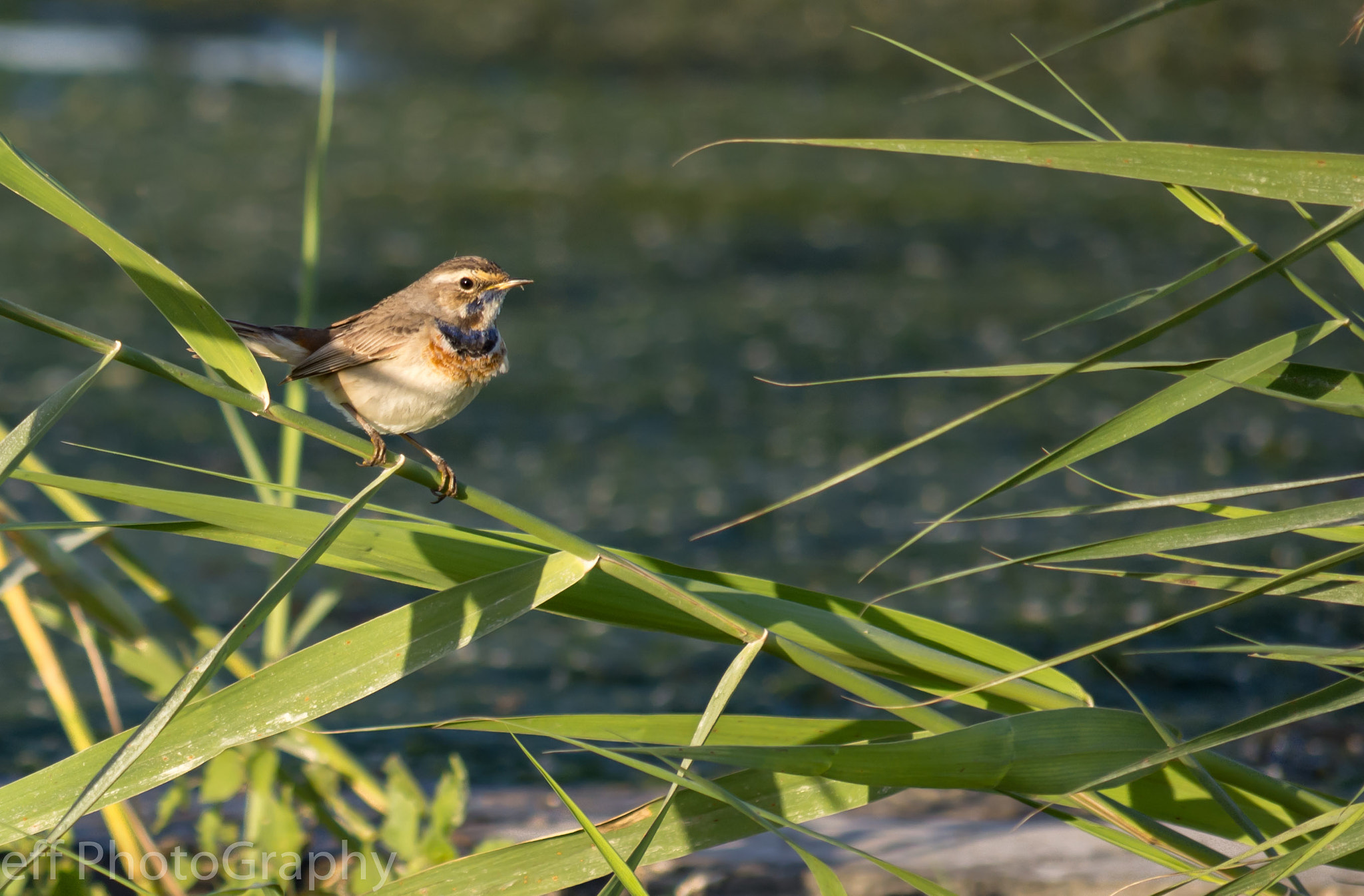 Nikon D7200 sample photo. Blue throat photography