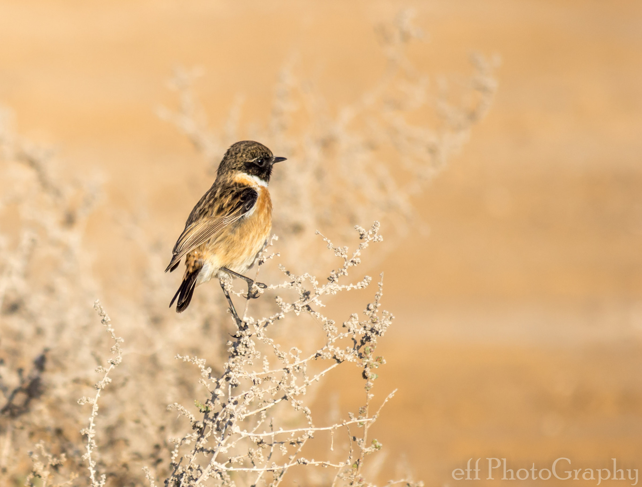 Nikon D7200 sample photo. Stone chat photography
