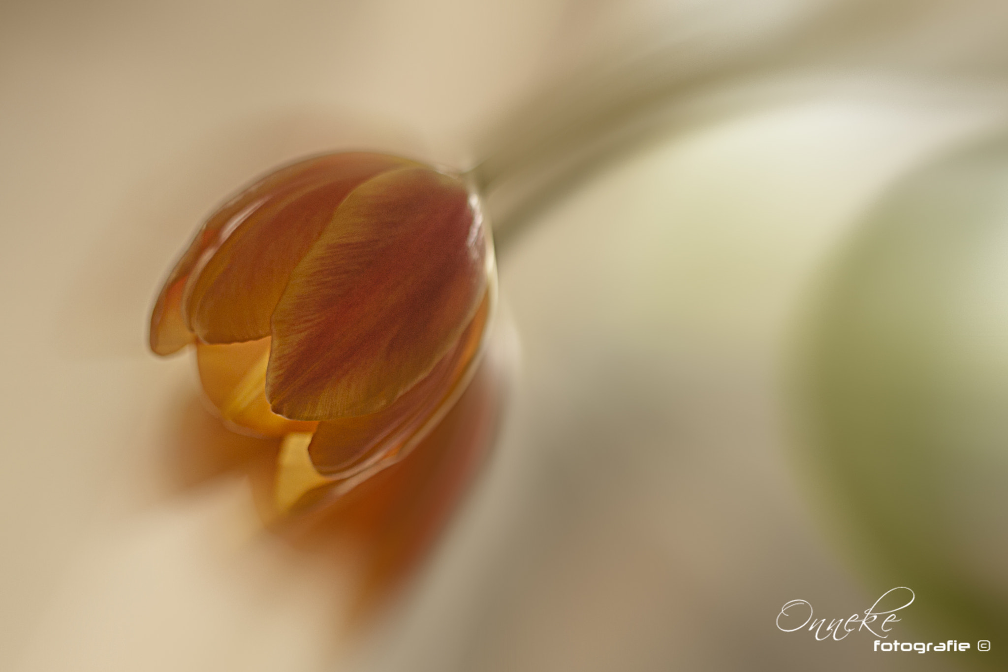 Canon EF 100mm F2.8 Macro USM sample photo. Spring photography