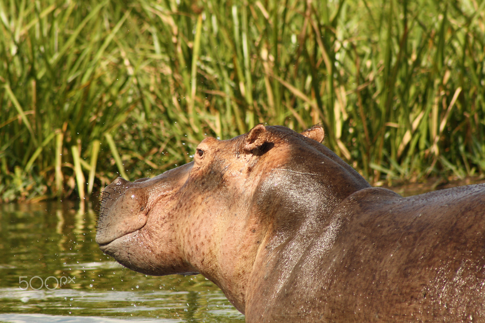 Canon EOS 1000D (EOS Digital Rebel XS / EOS Kiss F) + EF75-300mm f/4-5.6 sample photo. Hippo in uganda photography