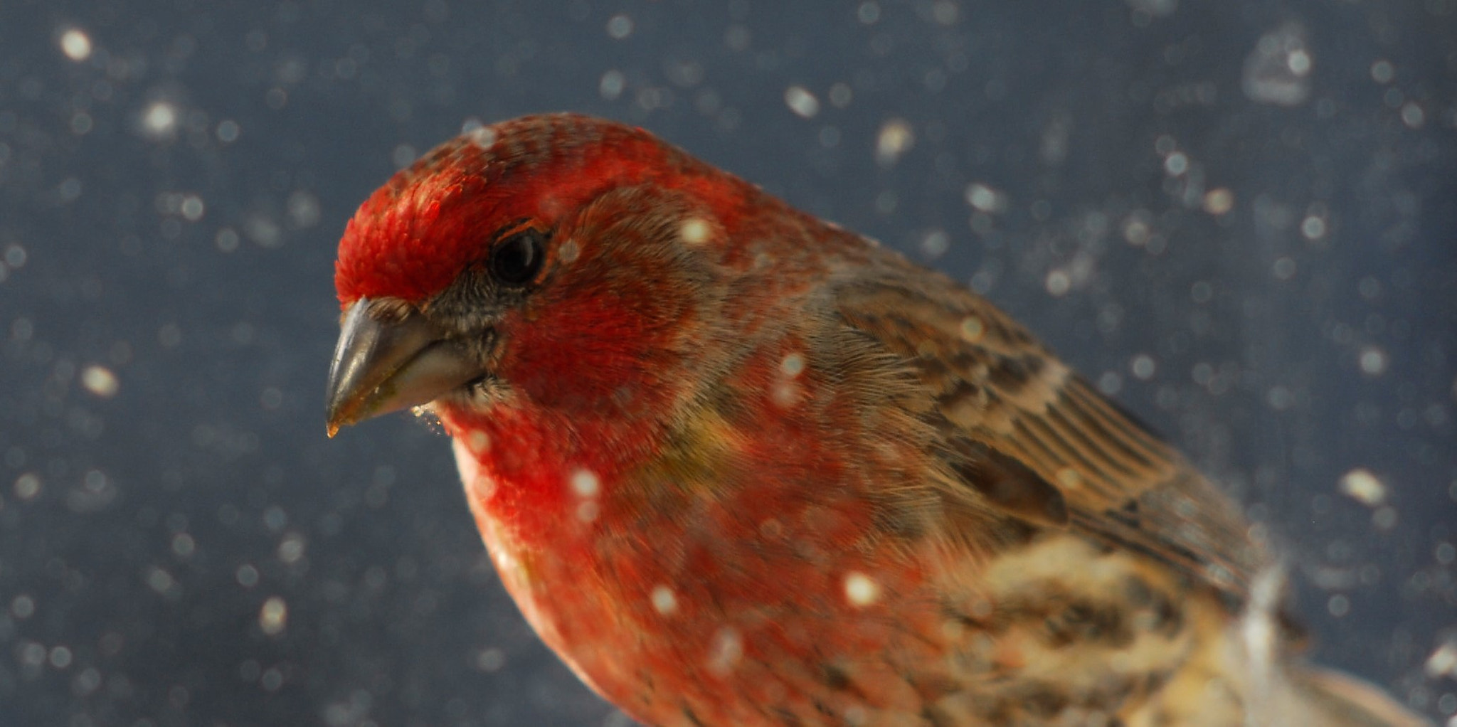 Nikon D200 + Manual Lens No CPU sample photo. Finch photography