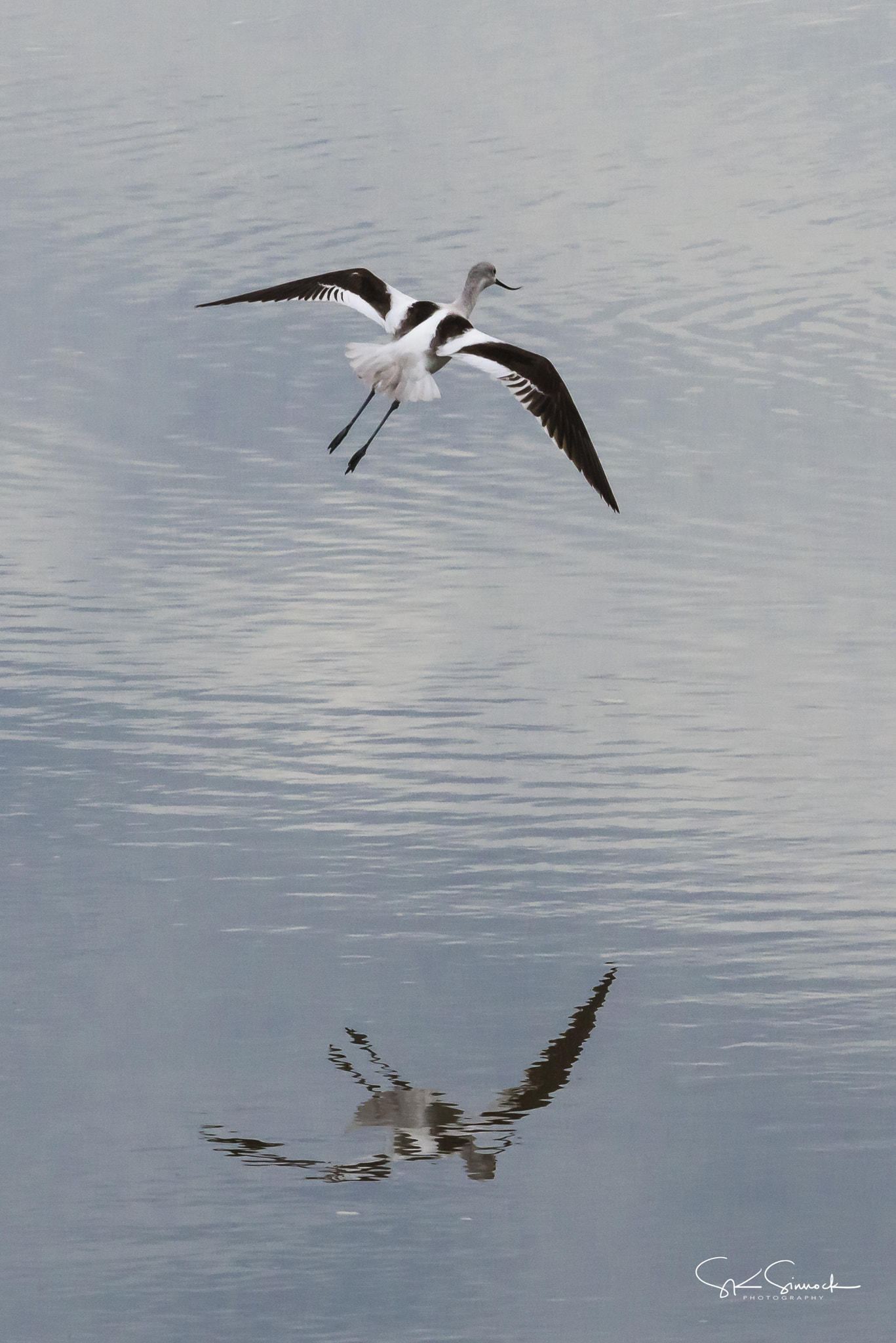 Nikon D800 sample photo. Avocet photography
