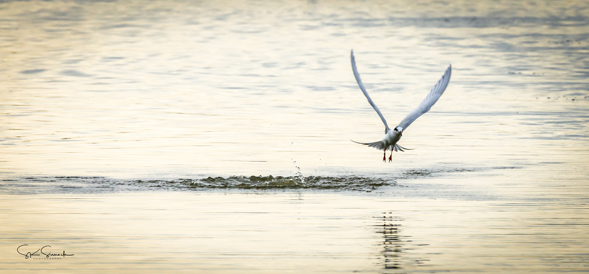 Nikon D800 sample photo. Forster's tern photography