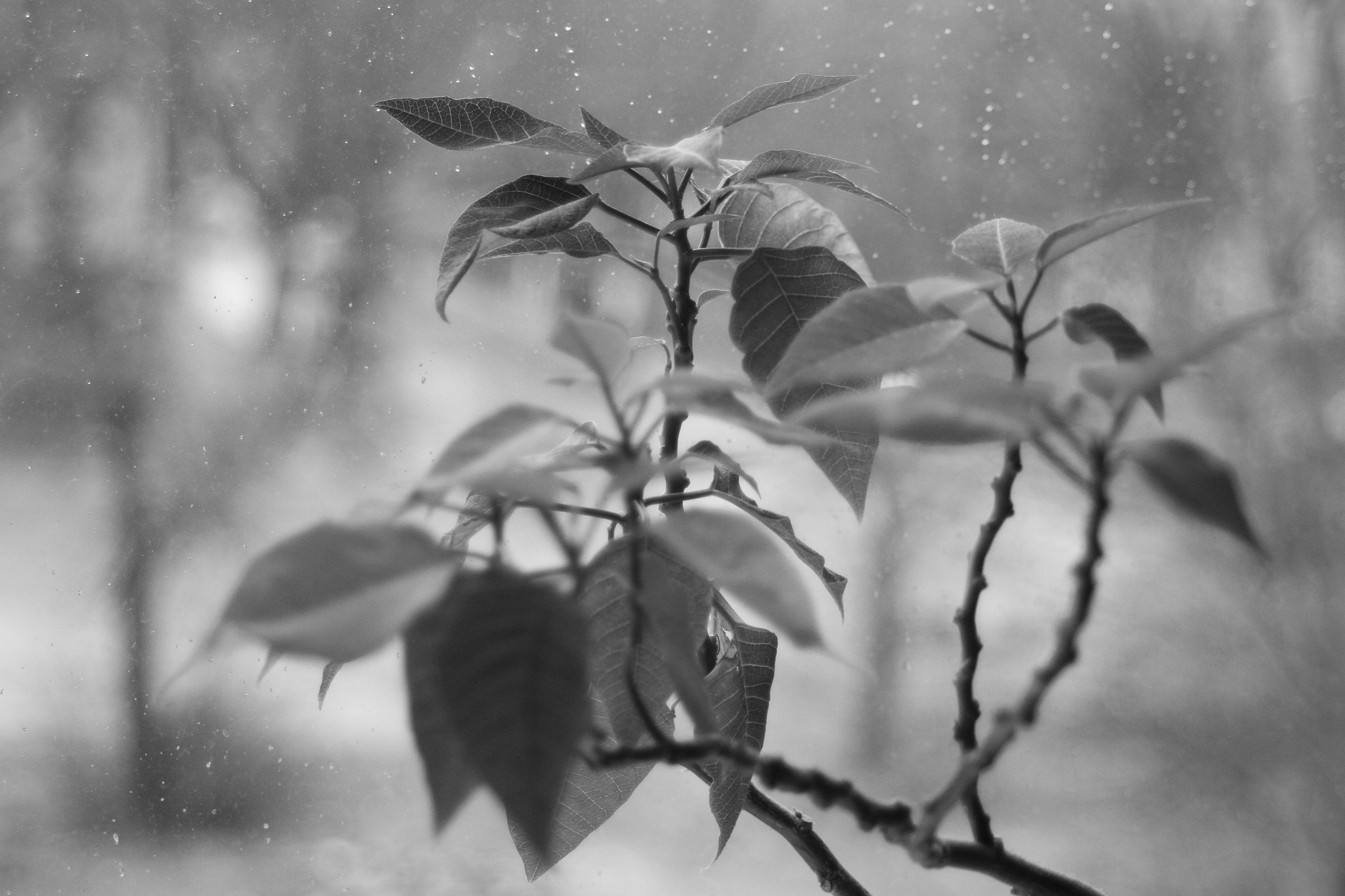 Canon EF 35-70mm f/3.5-4.5 sample photo. Raindrops photography