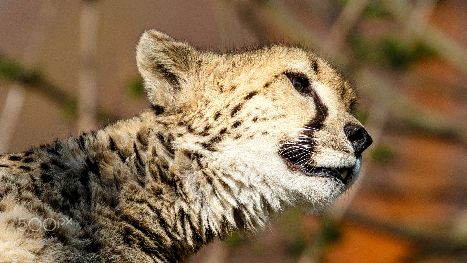 Canon EOS 7D Mark II + Canon EF 100-400mm F4.5-5.6L IS II USM sample photo. Cheetah profile photography