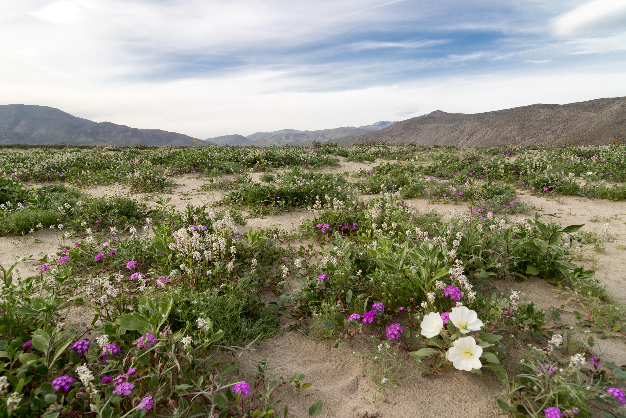 Tokina AT-X Pro 12-24mm F4 (IF) DX sample photo. Anza borrego wildflowers photography