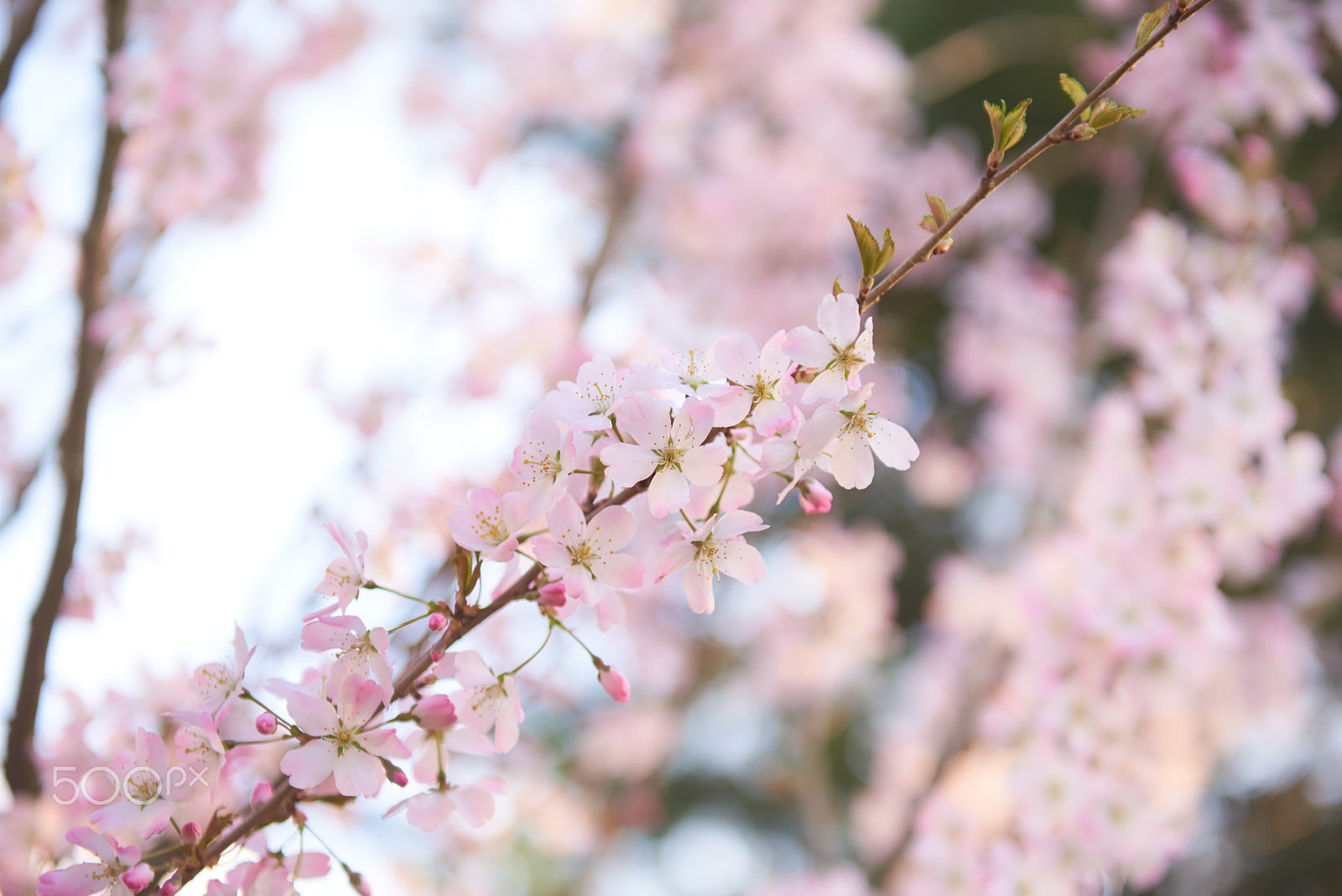 Nikon AF-S Nikkor 24-70mm F2.8G ED sample photo. Cherry blossoms photography