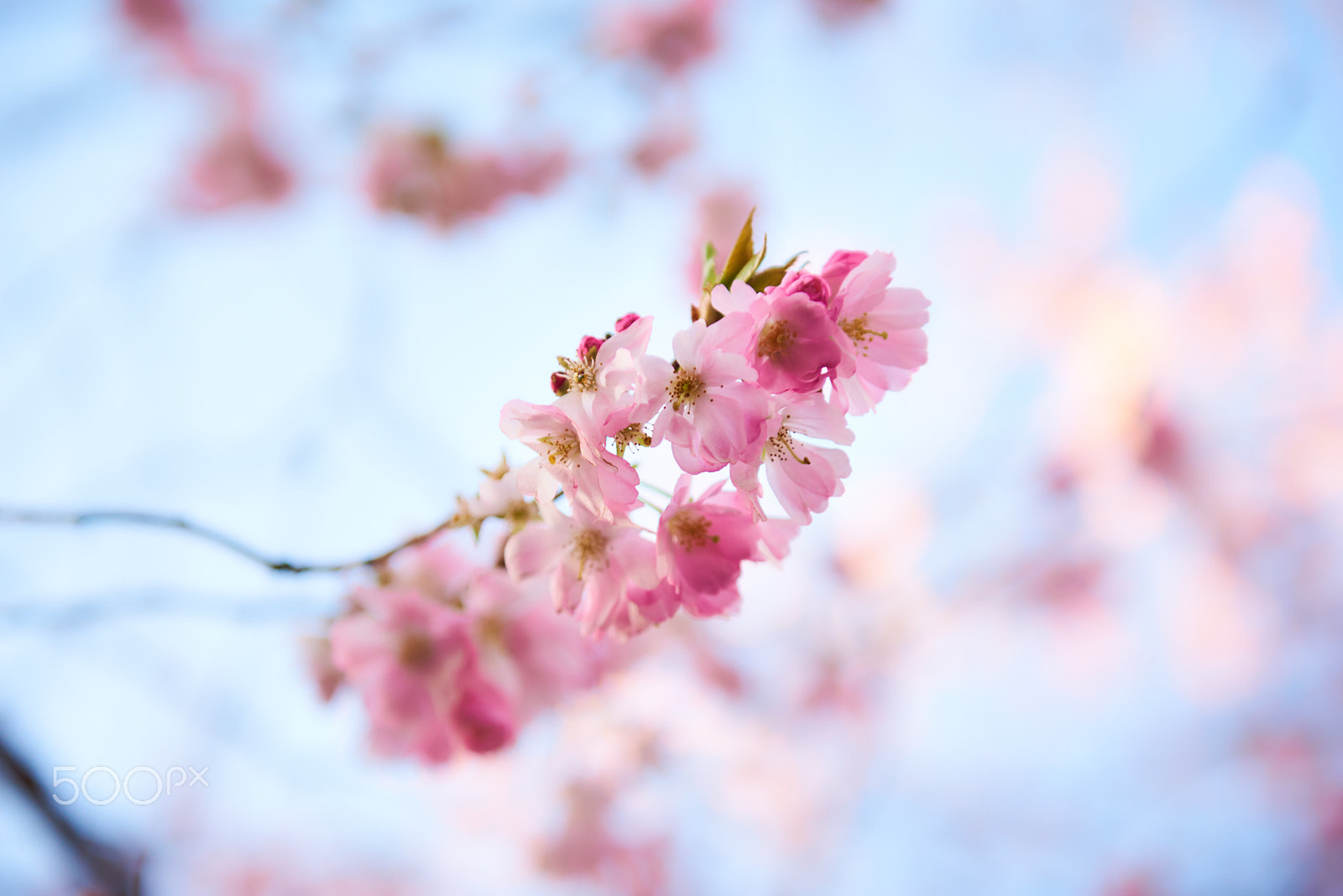 Nikon AF-S Nikkor 24-70mm F2.8G ED sample photo. Spring photography