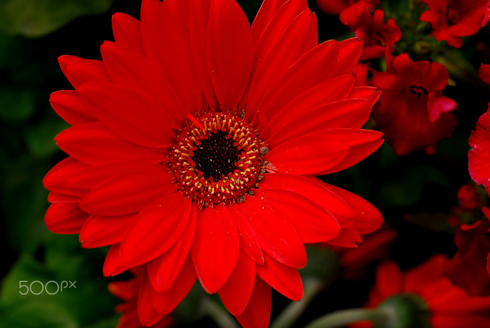 Nikon D200 sample photo. Crimson gerbera. photography