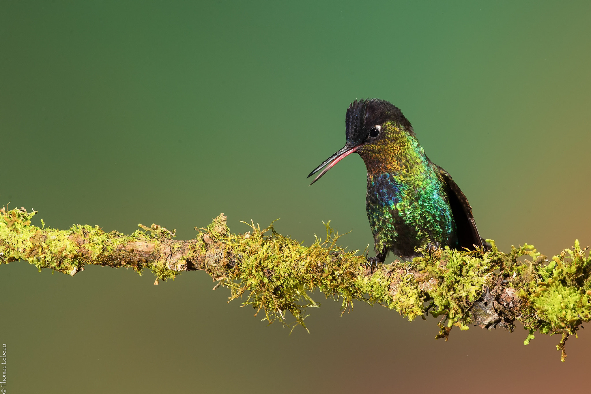 Canon EOS-1D X sample photo. Fiery throated hummingbird photography