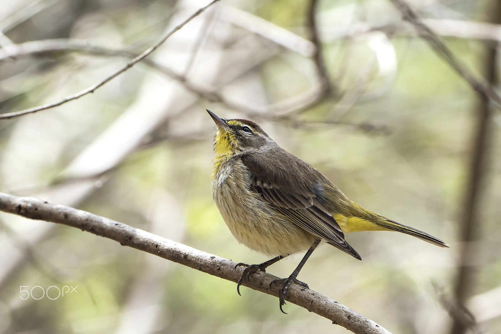 Nikon D810 sample photo. Palm warbler photography