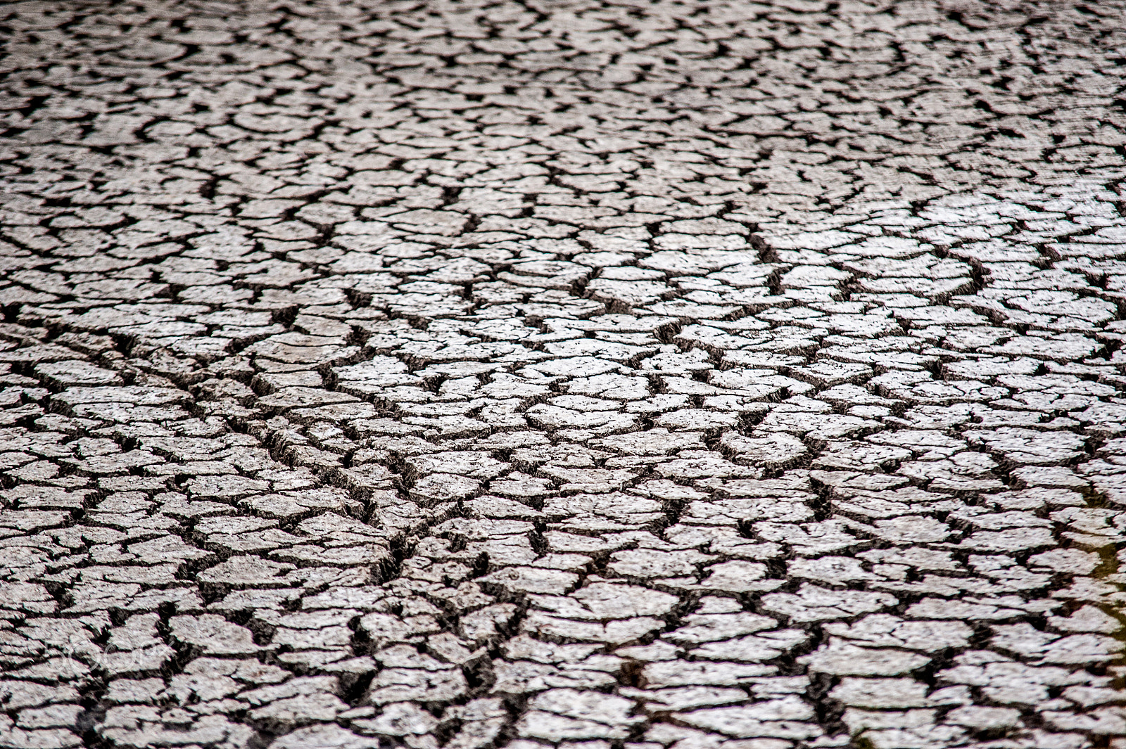 Nikon D700 + Sigma 70-200mm F2.8 EX DG Macro HSM II sample photo. Texas ground texture photography