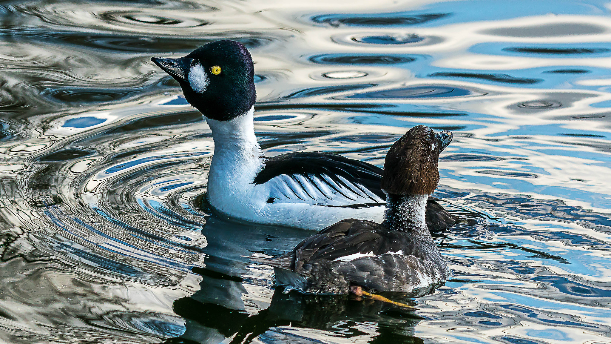 Canon EF 70-200mm F2.8L IS II USM sample photo. Ente photography