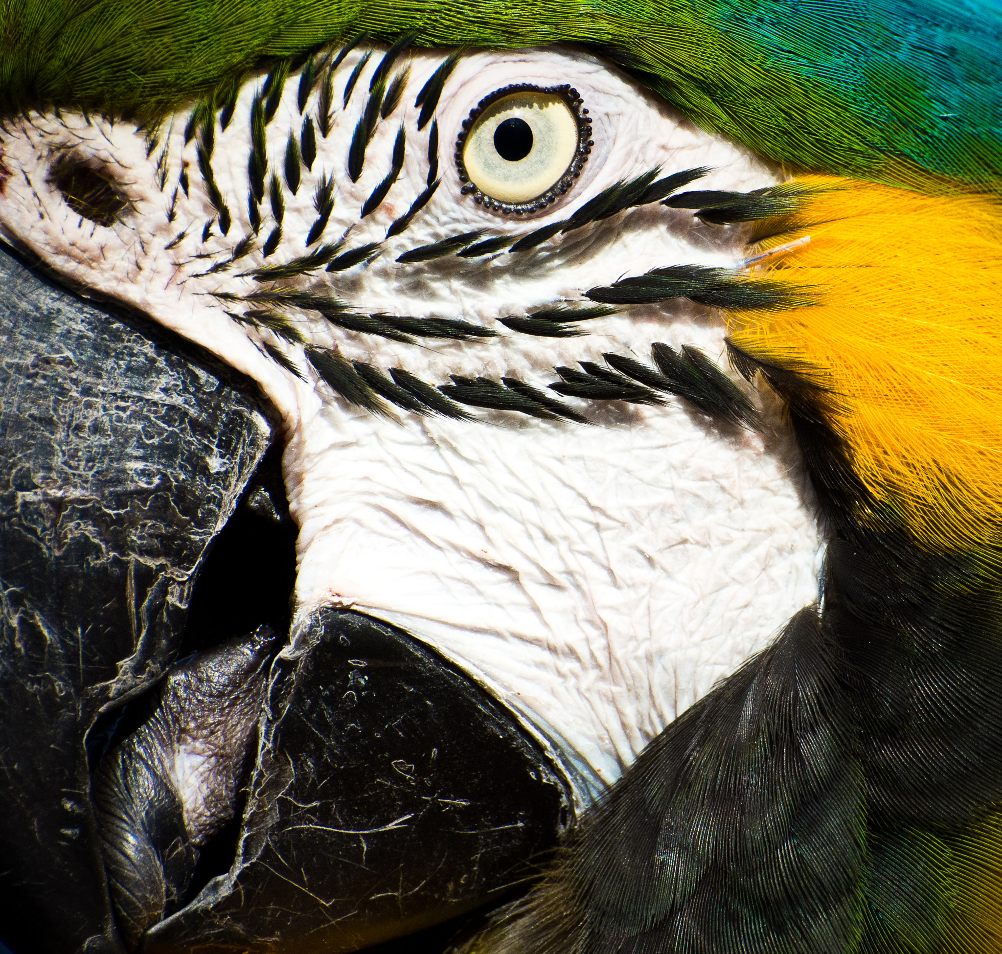 Nikon D7200 sample photo. Eye of the parrot photography