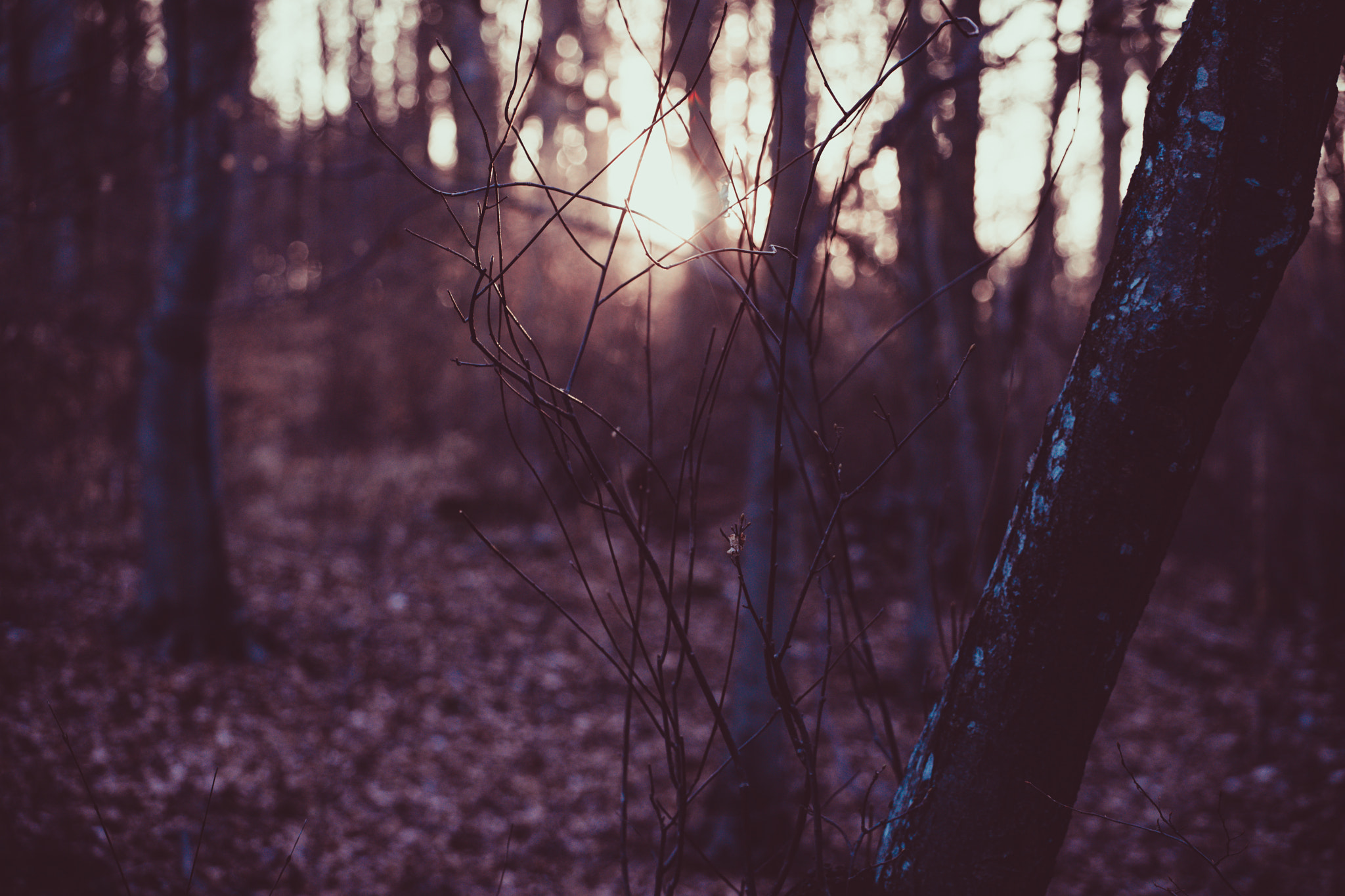 Canon EF 70-200mm F4L USM sample photo. Todays last sunrays photography