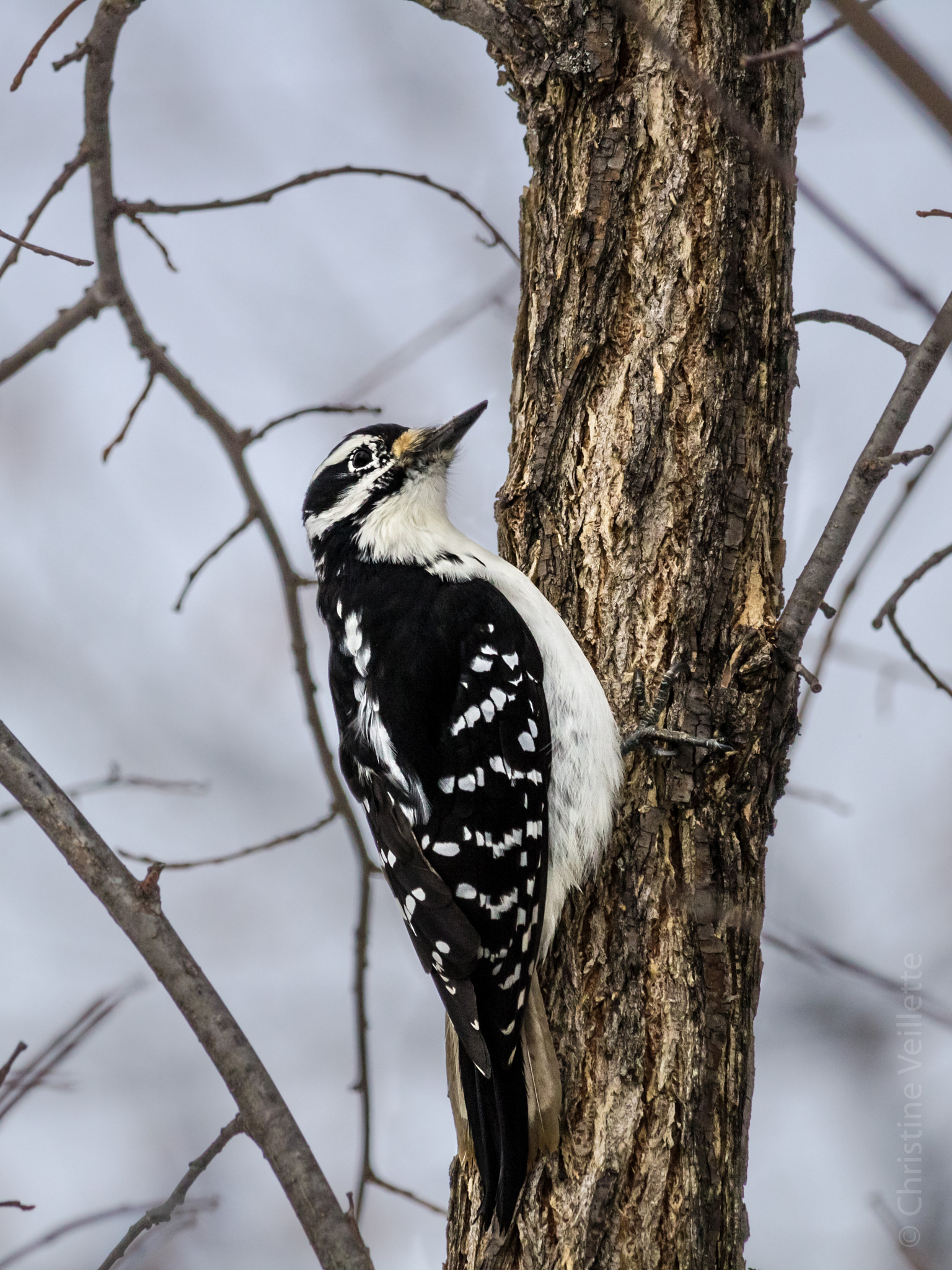 Canon EF-S 55-250mm F4-5.6 IS STM sample photo. Bug hunting photography
